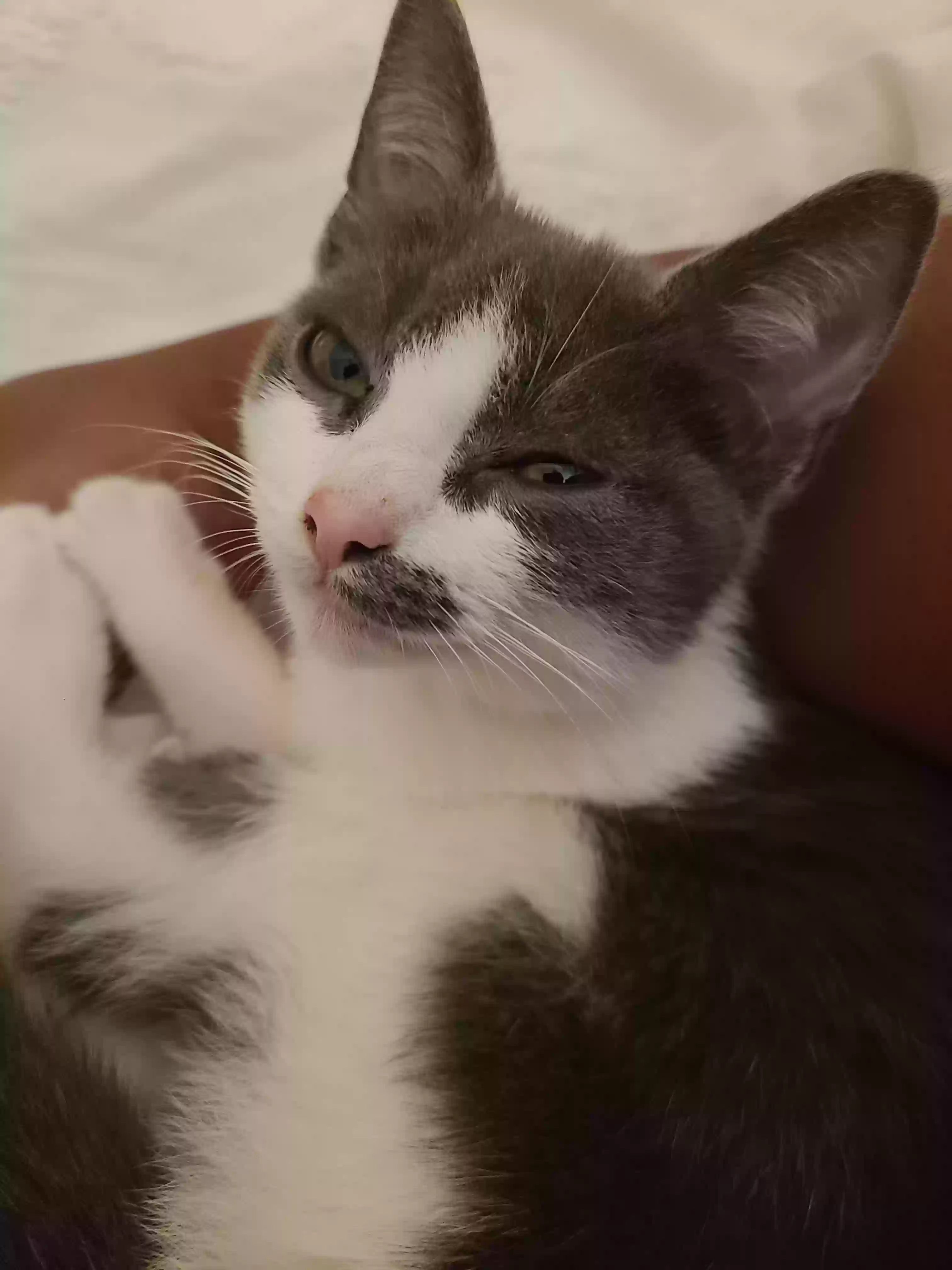 adoptable Cat in Villa Rica,GA named Cuddles