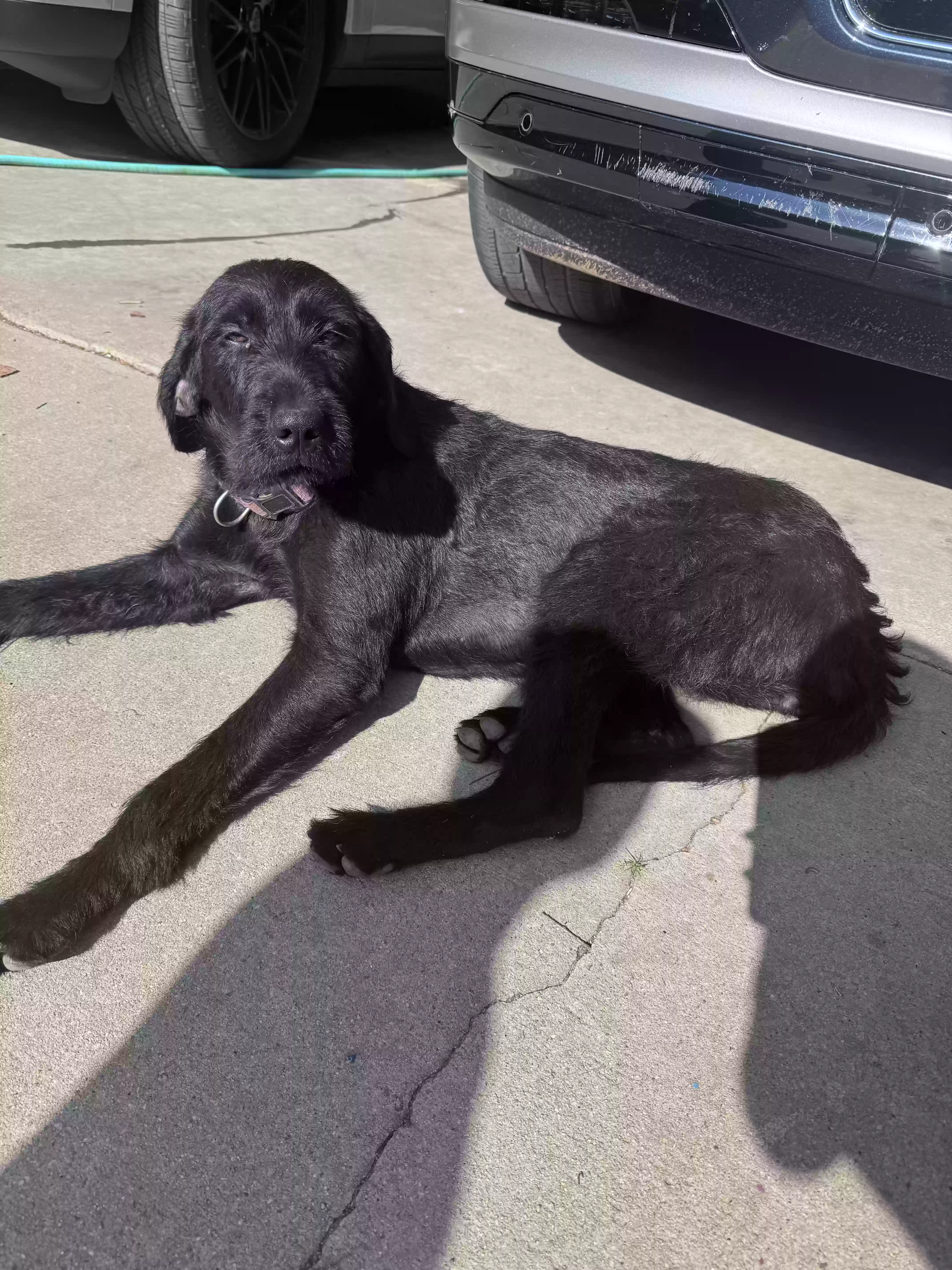 adoptable Dog in Locust Grove,GA named Treasure
