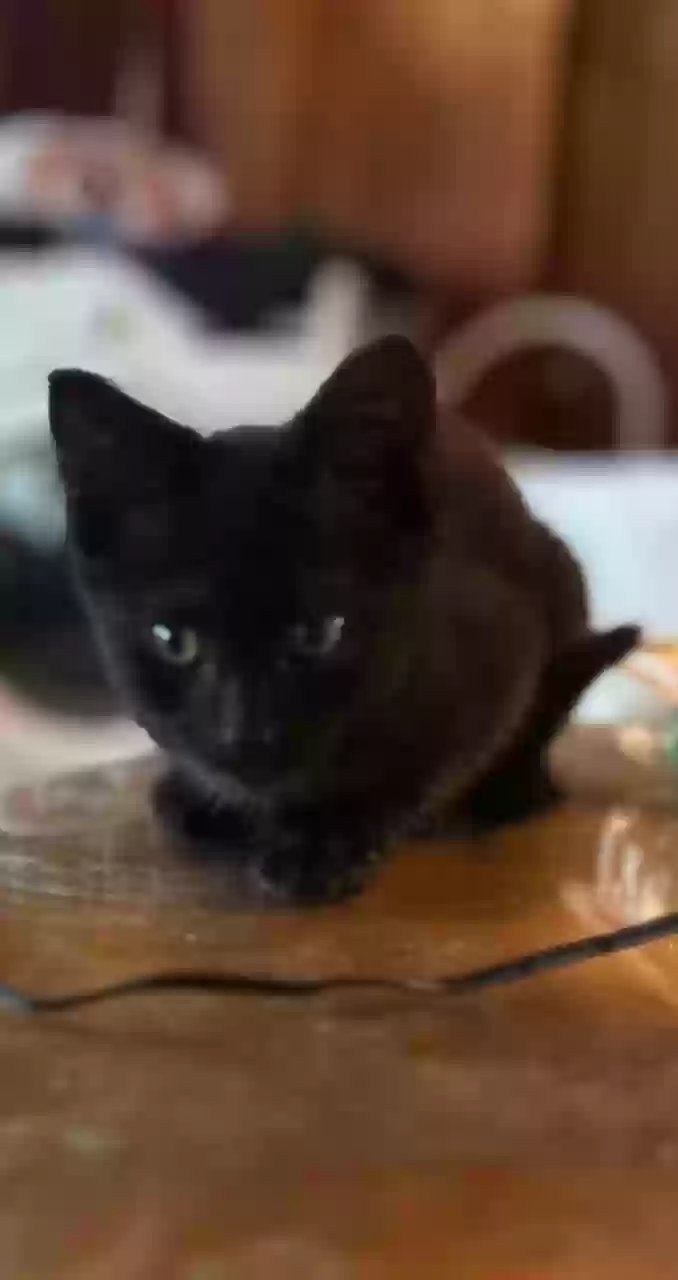 adoptable Cat in Winston Salem,NC named Doug
