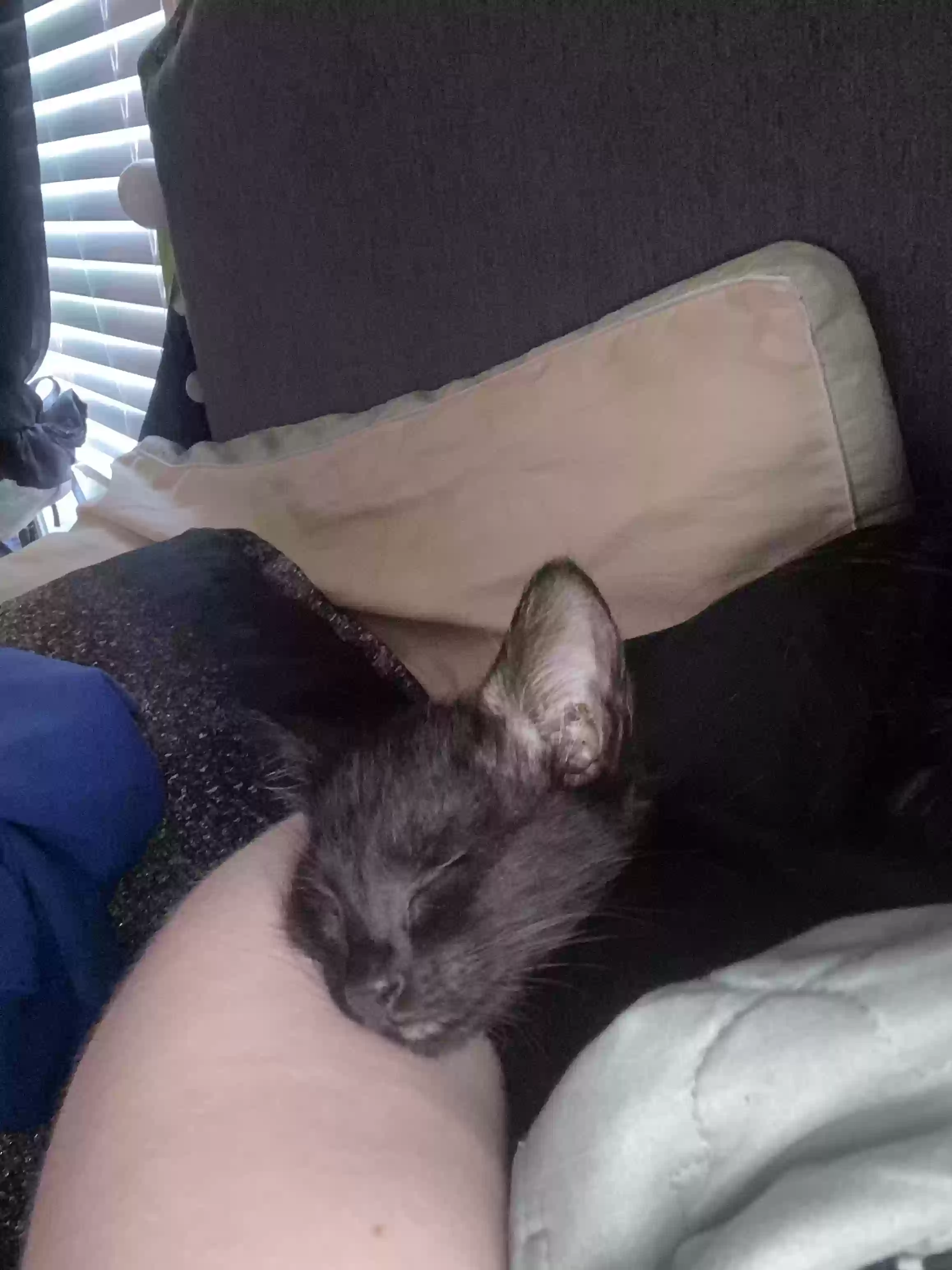 adoptable Cat in Vicksburg,MS named Oinx