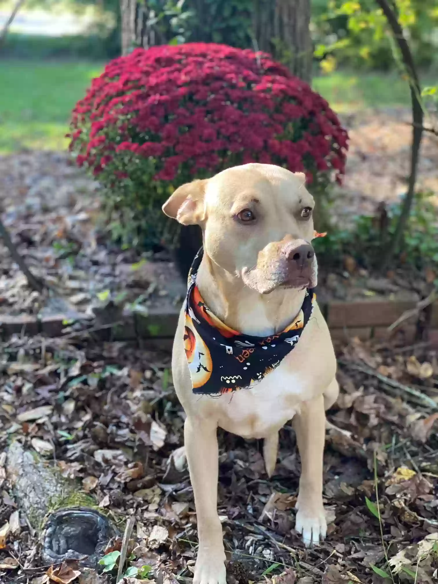 adoptable Dog in Tucker,GA named Olive