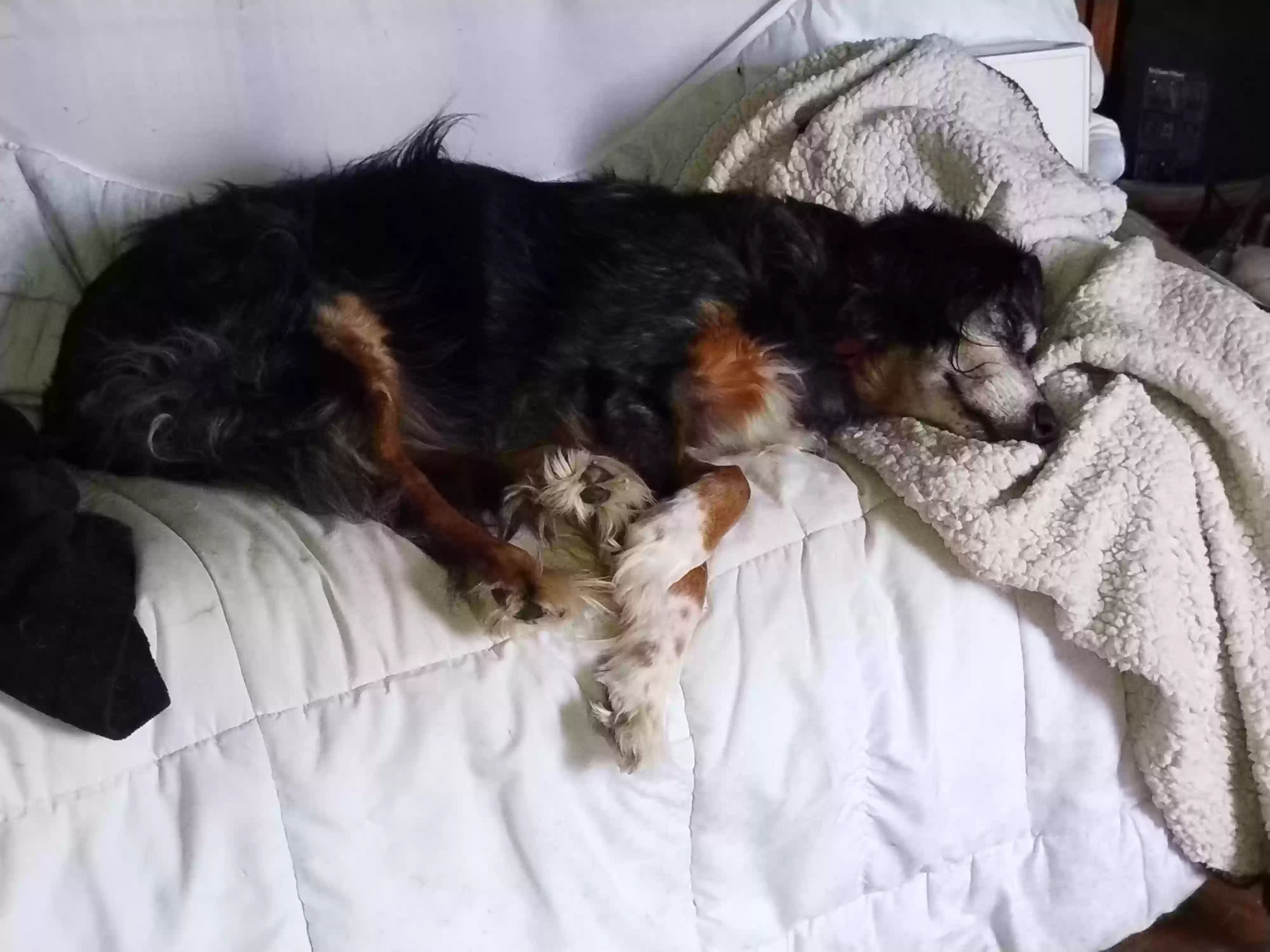 adoptable Dog in Cullman,AL named gypsy