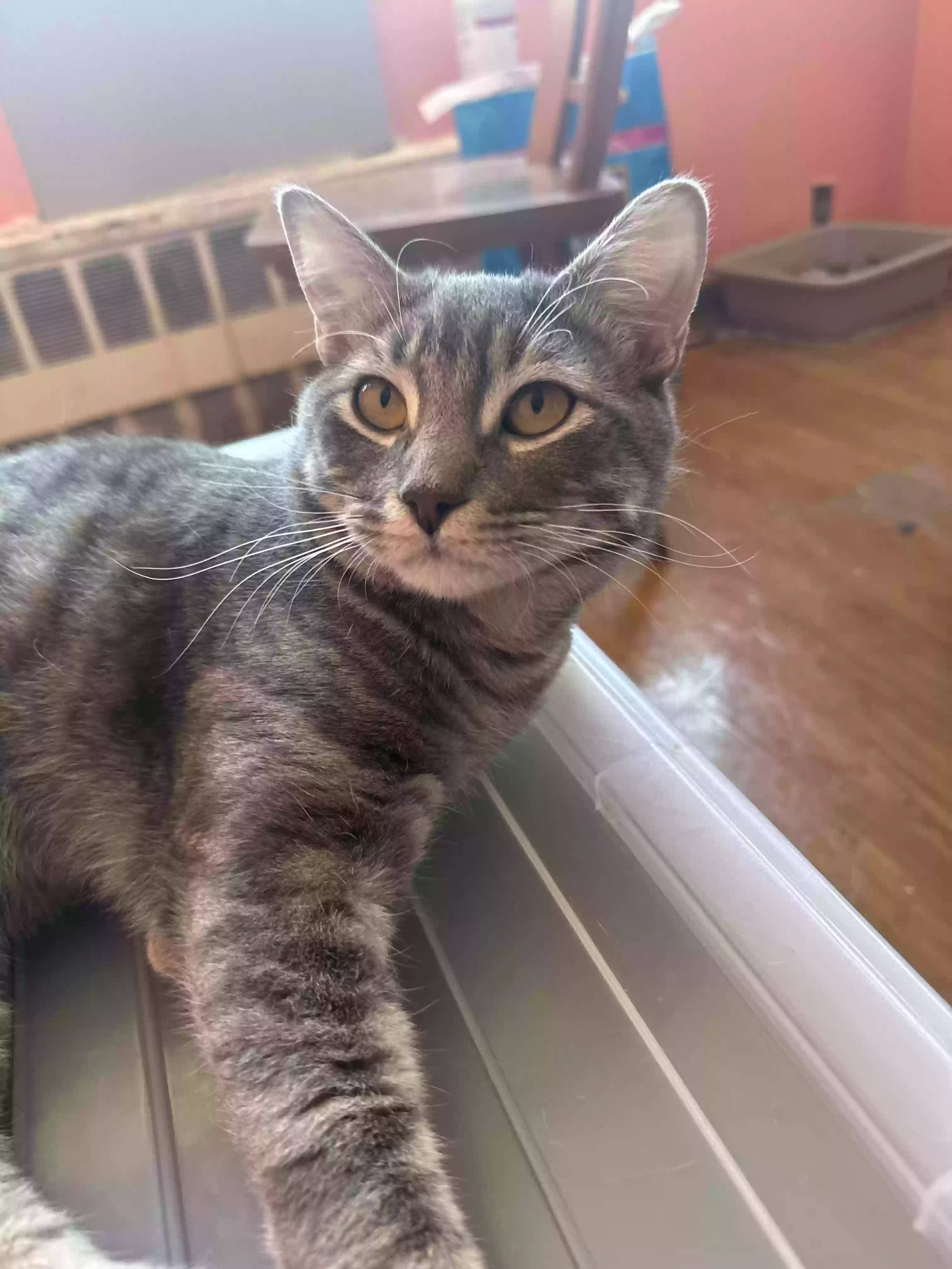 adoptable Cat in Brooklyn,NY named Phoenix