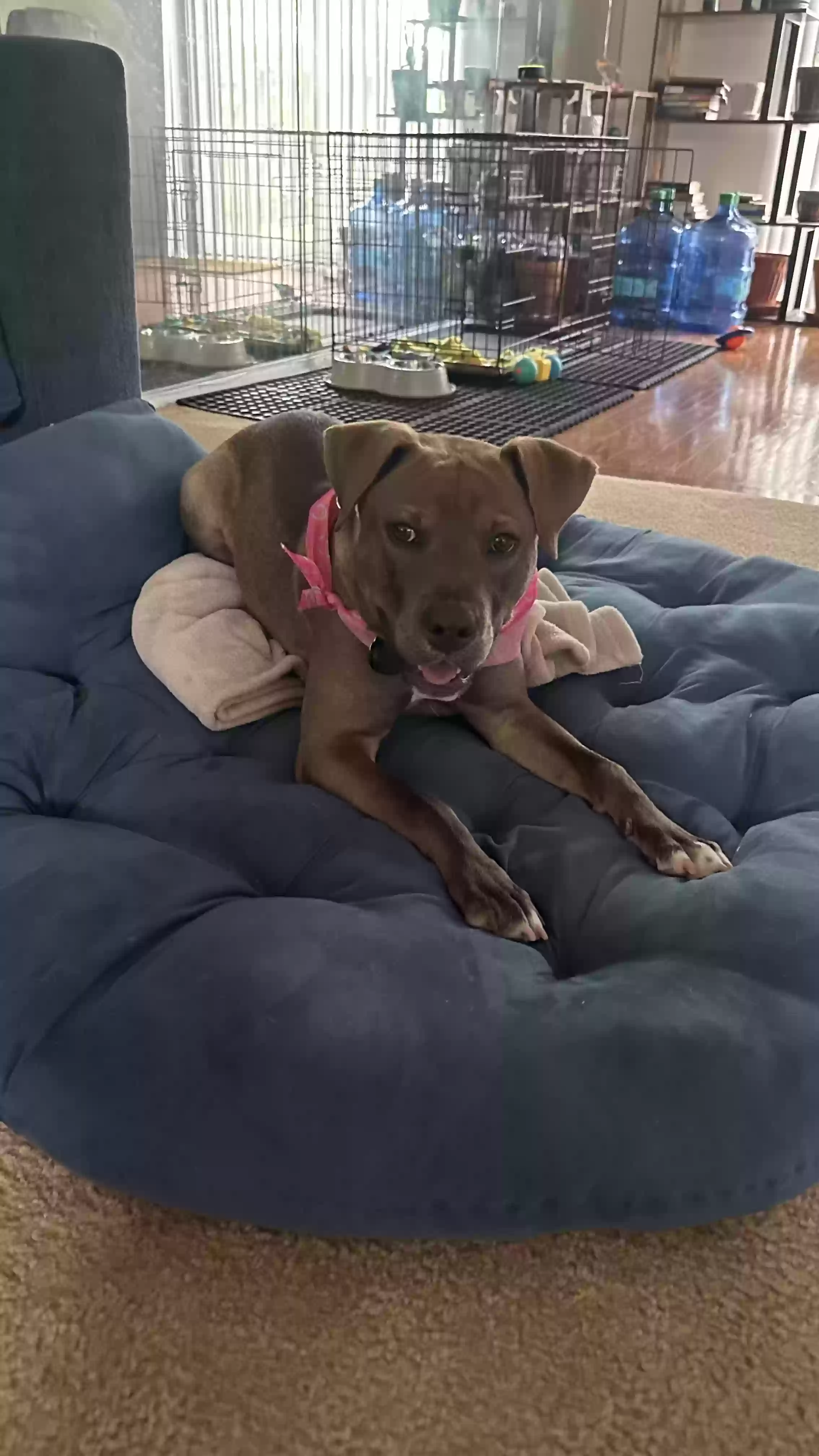 adoptable Dog in Union City,GA named Pepper