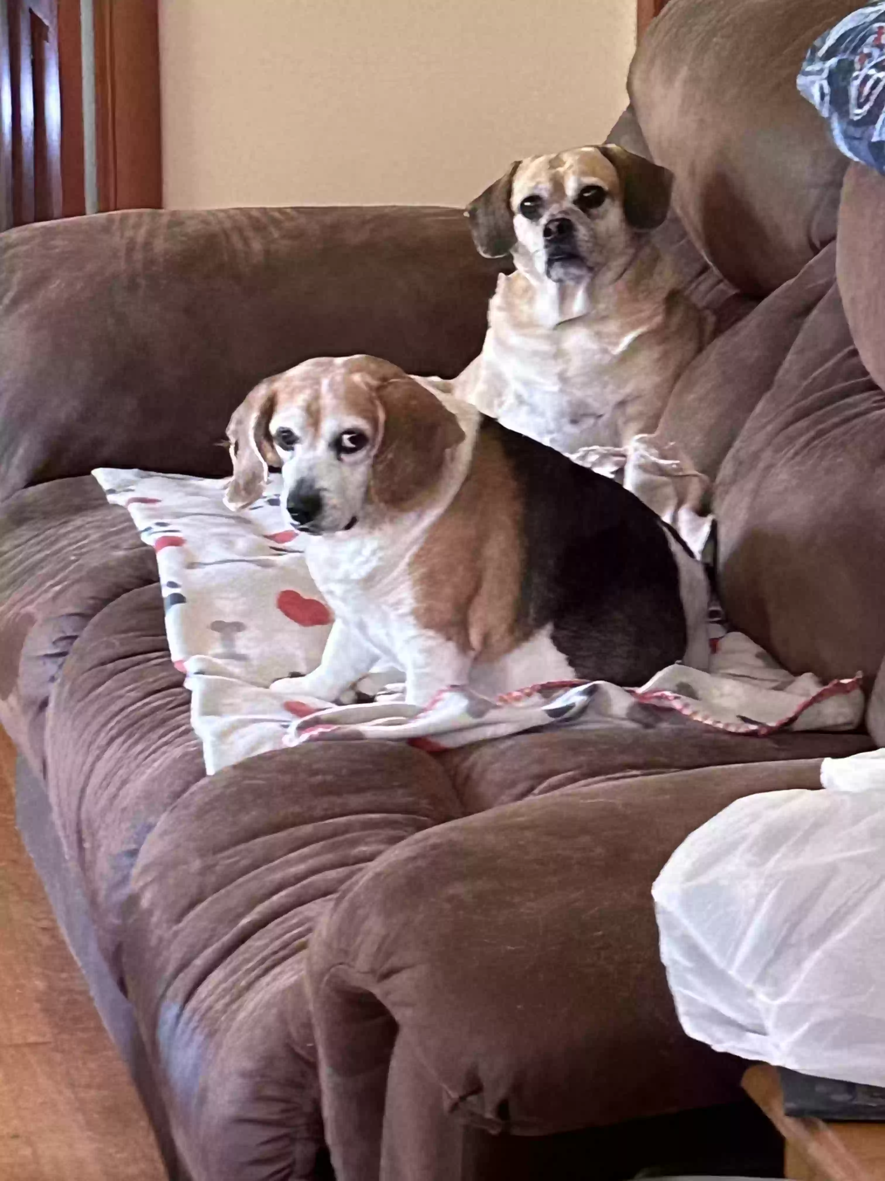 adoptable Dog in Madison,TN named Bonnie