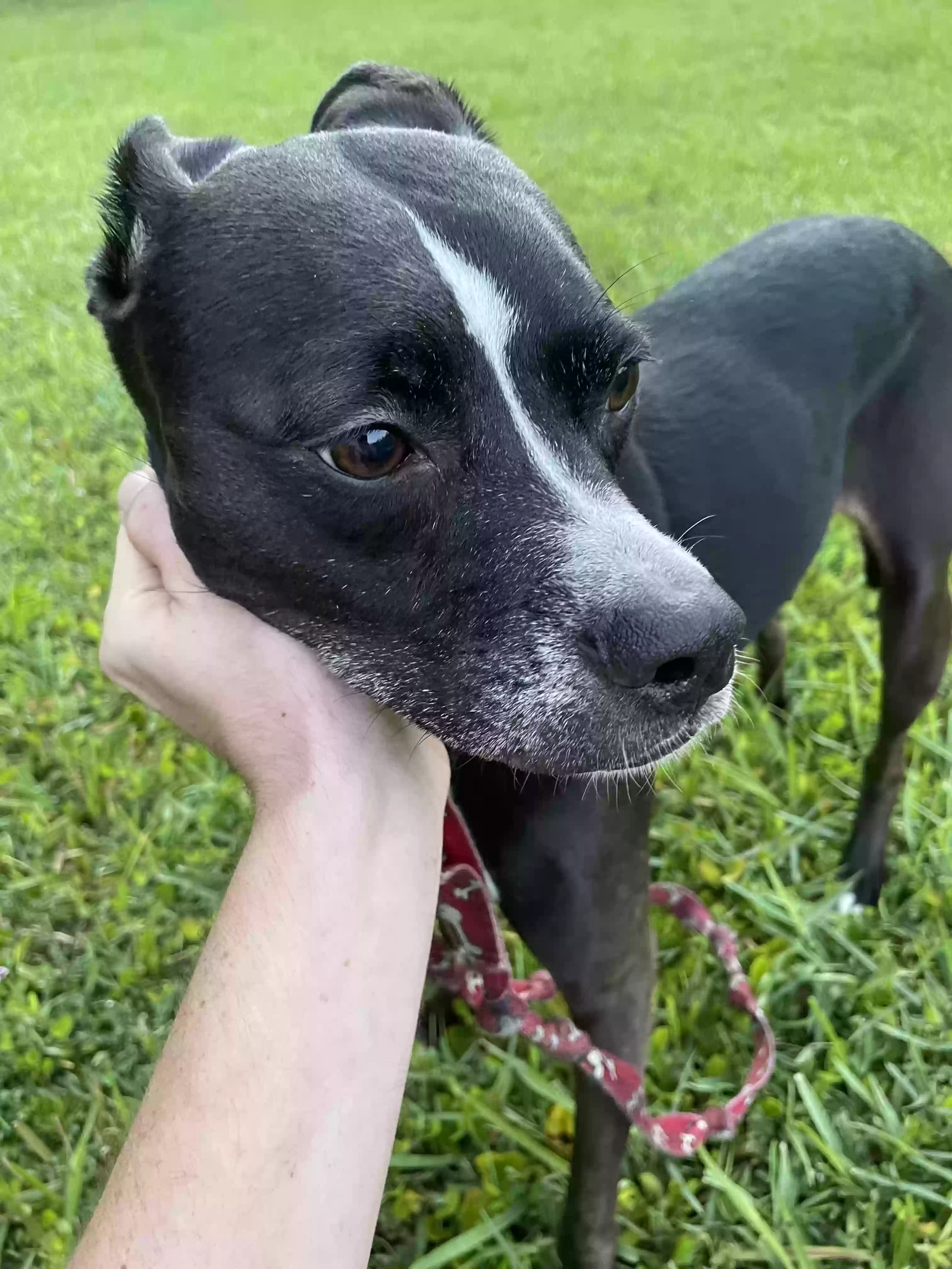 adoptable Dog in Jacksonville,FL named Piper