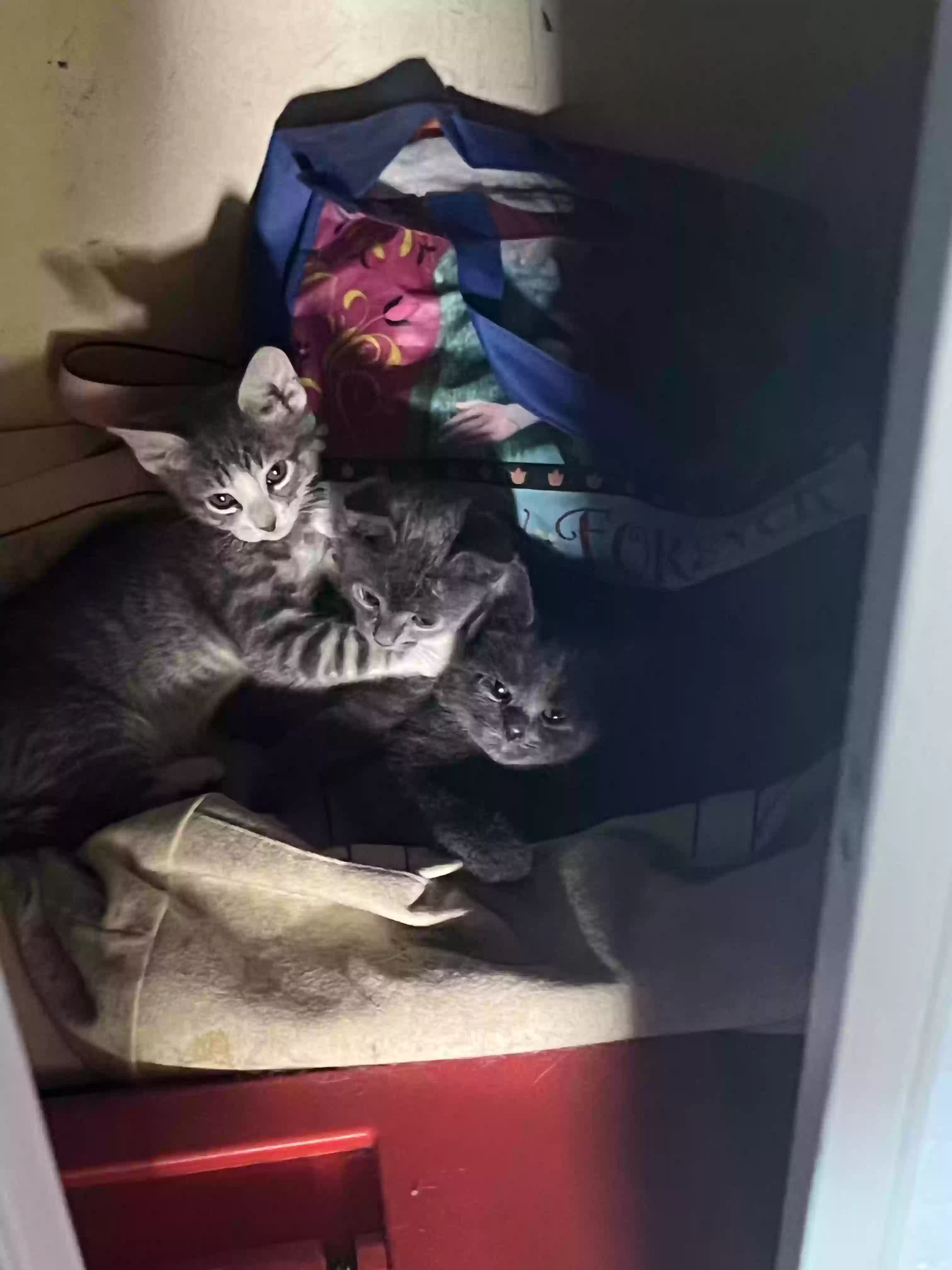 adoptable Cat in Brooklyn,NY named Three kitties