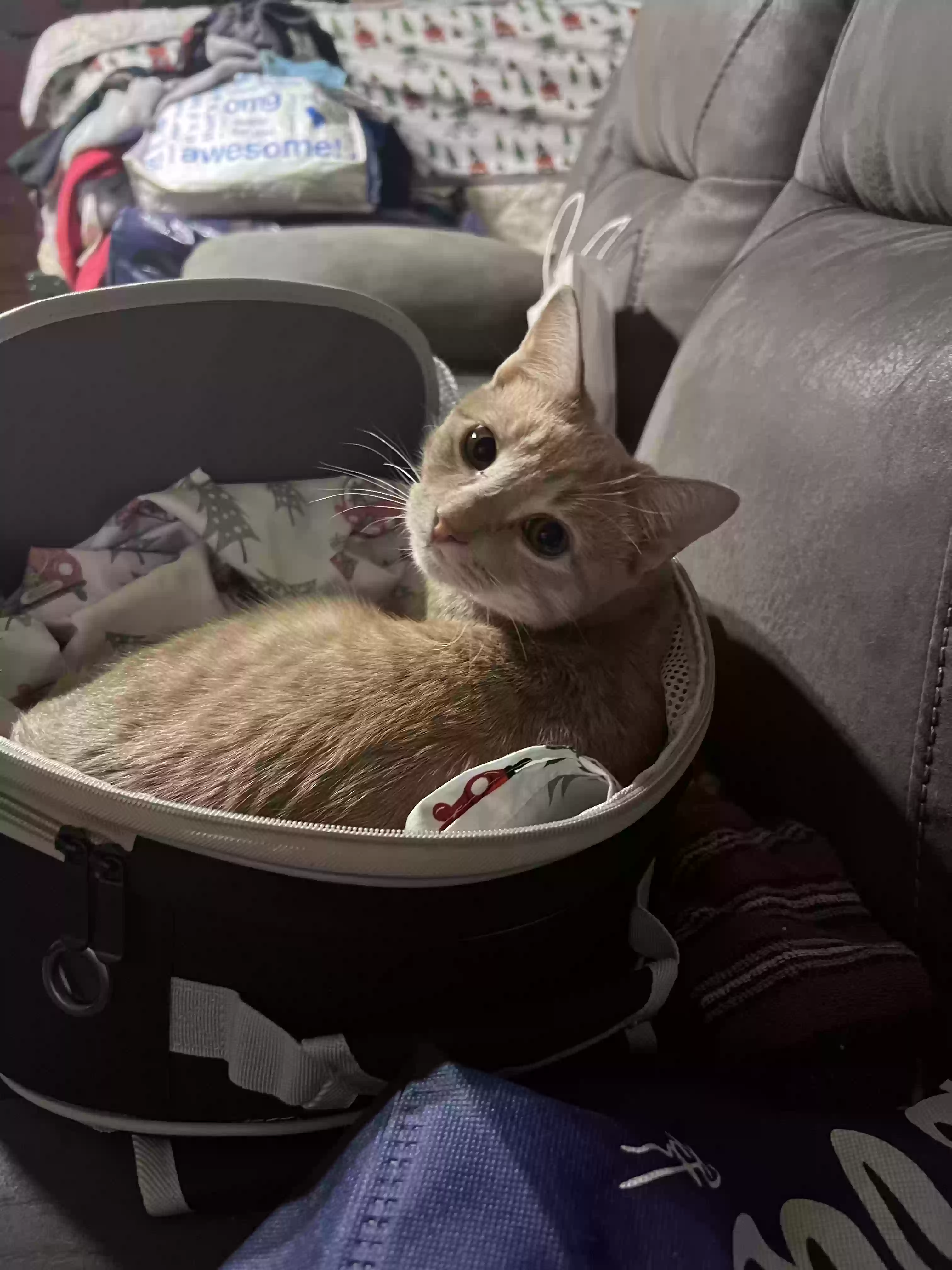adoptable Cat in Brooklyn,NY named Sonny