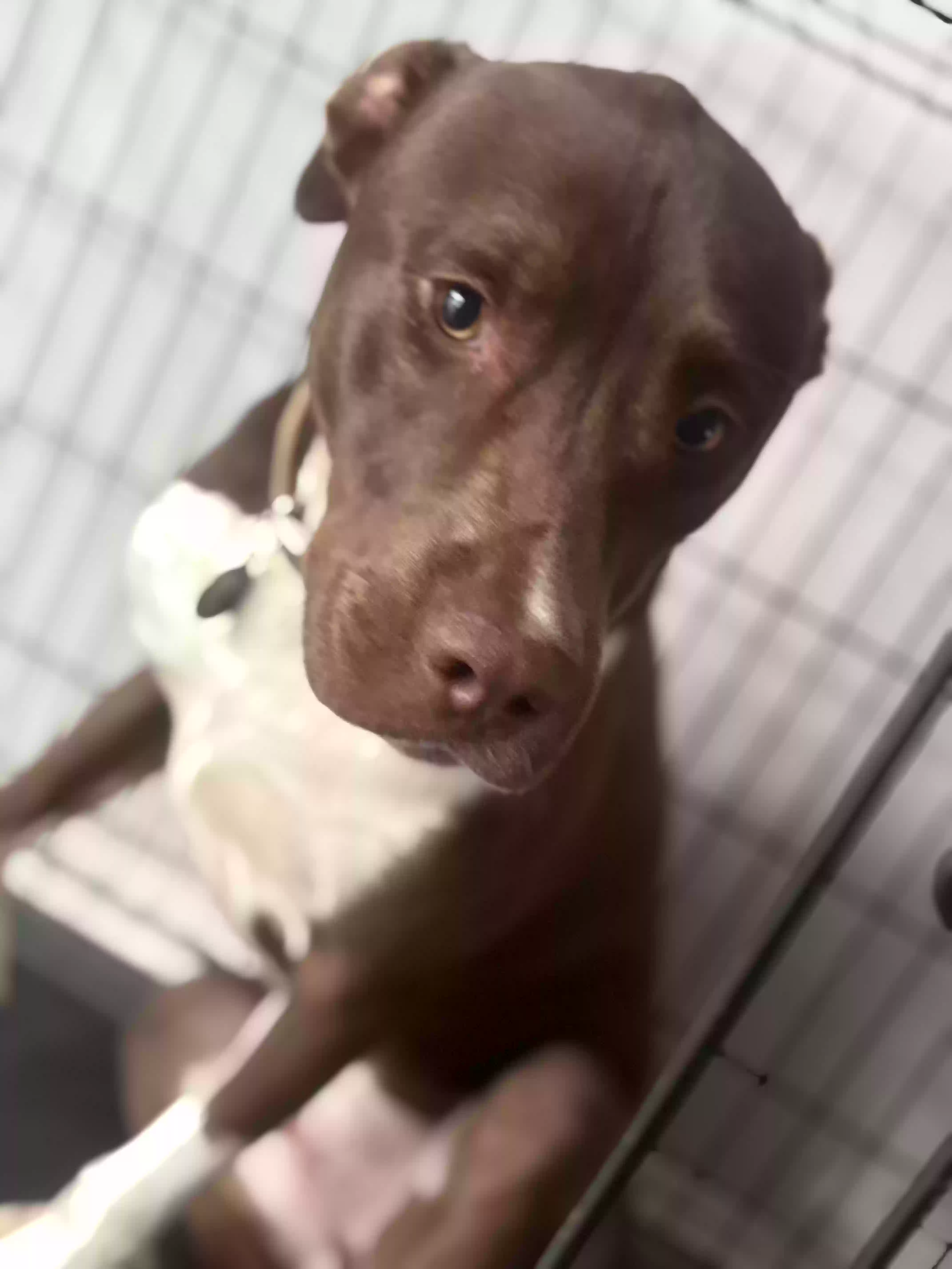 adoptable Dog in Atlanta,GA named