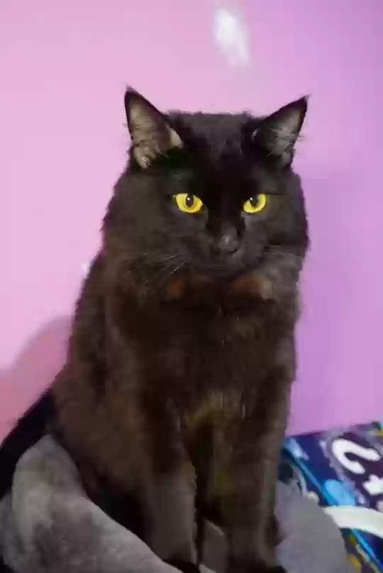 adoptable Cat in Adelanto,CA named Toothless