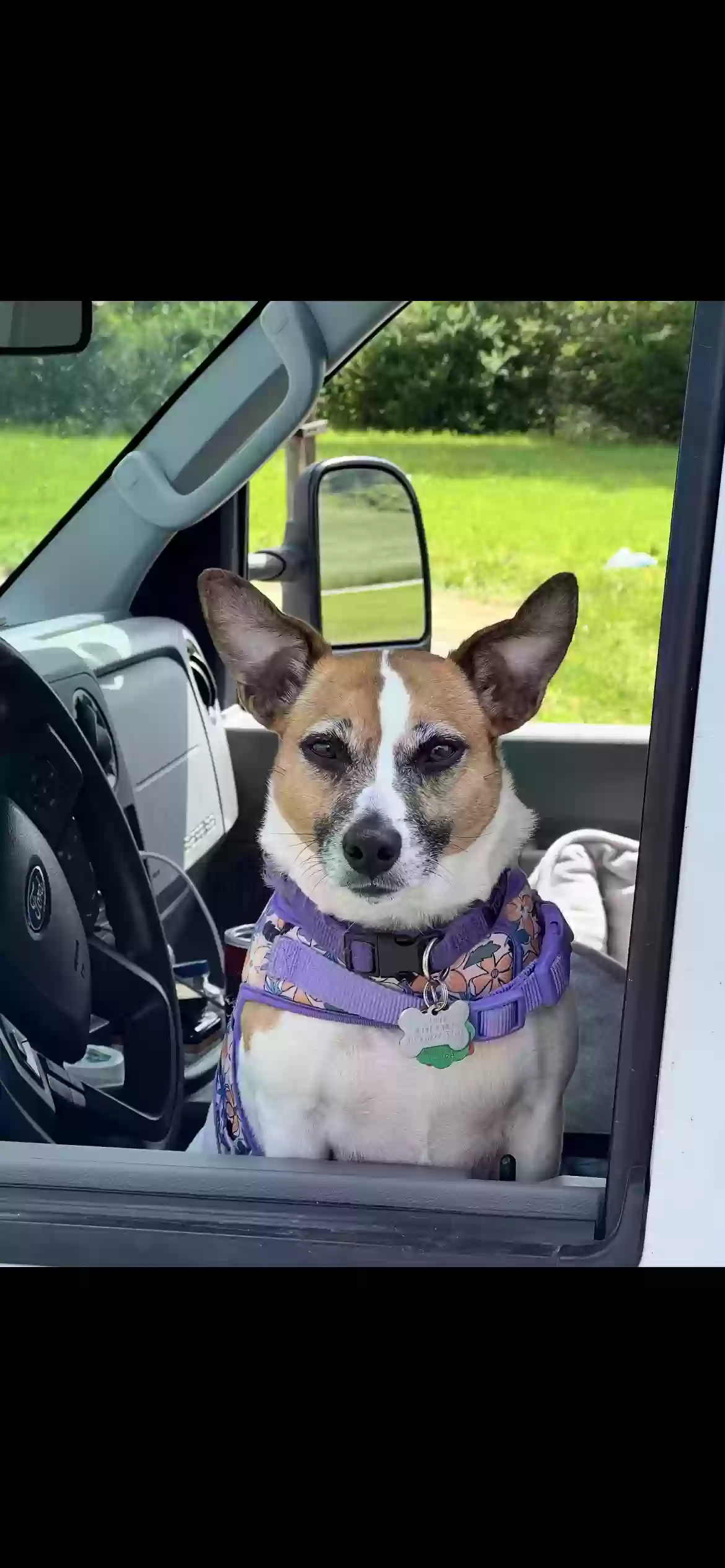 adoptable Dog in Buda,TX named Lucy