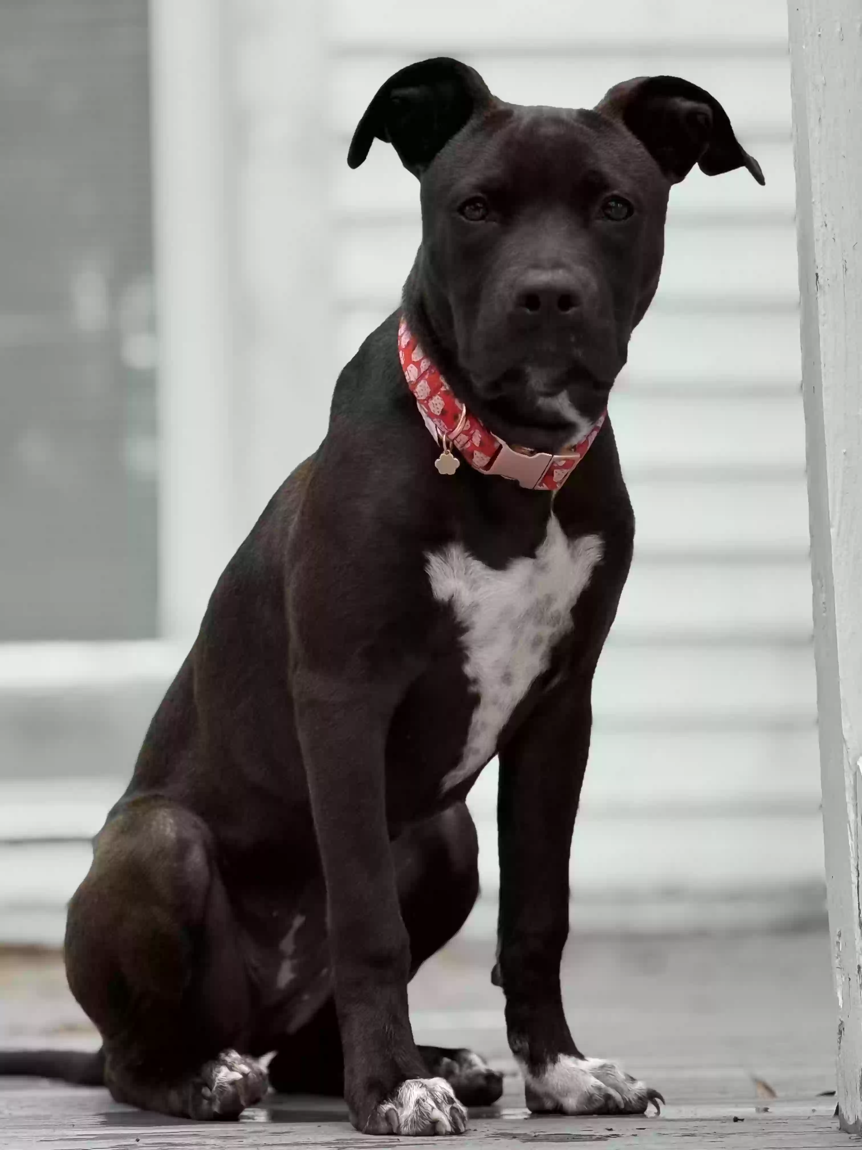 adoptable Dog in Guyton,GA named Olive