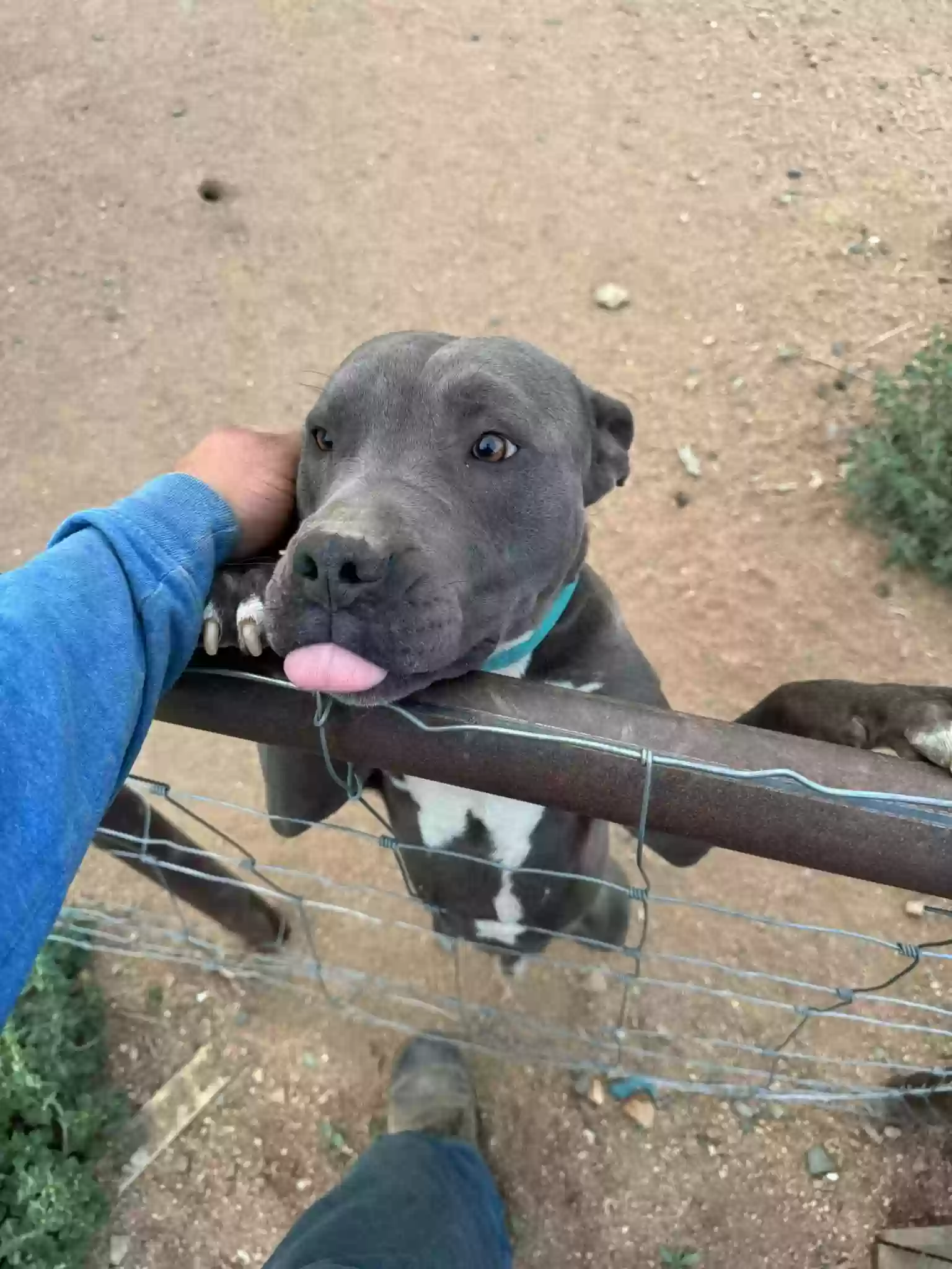 adoptable Dog in Dewey,AZ named