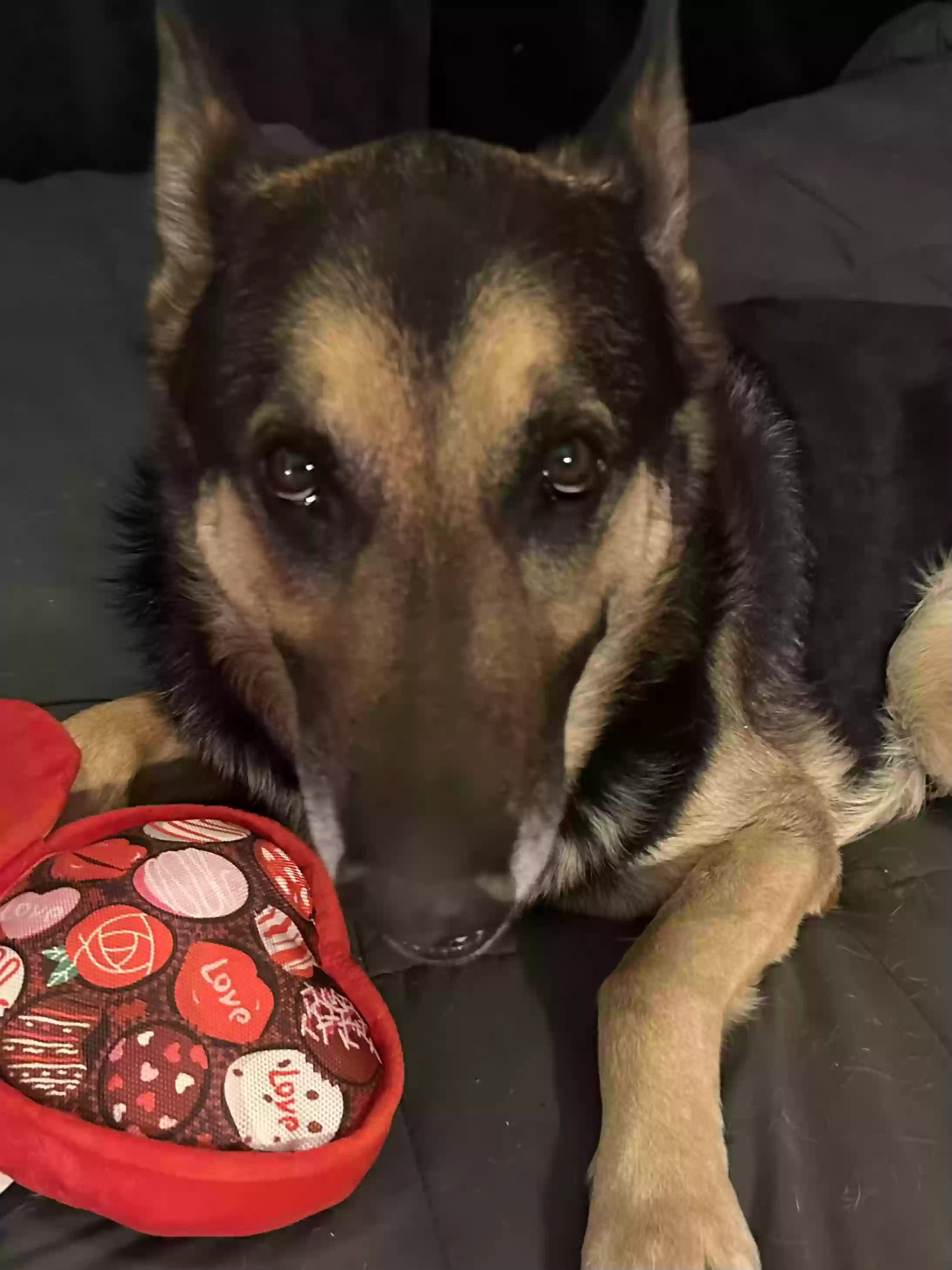 adoptable Dog in Prescott Valley,AZ named Axle