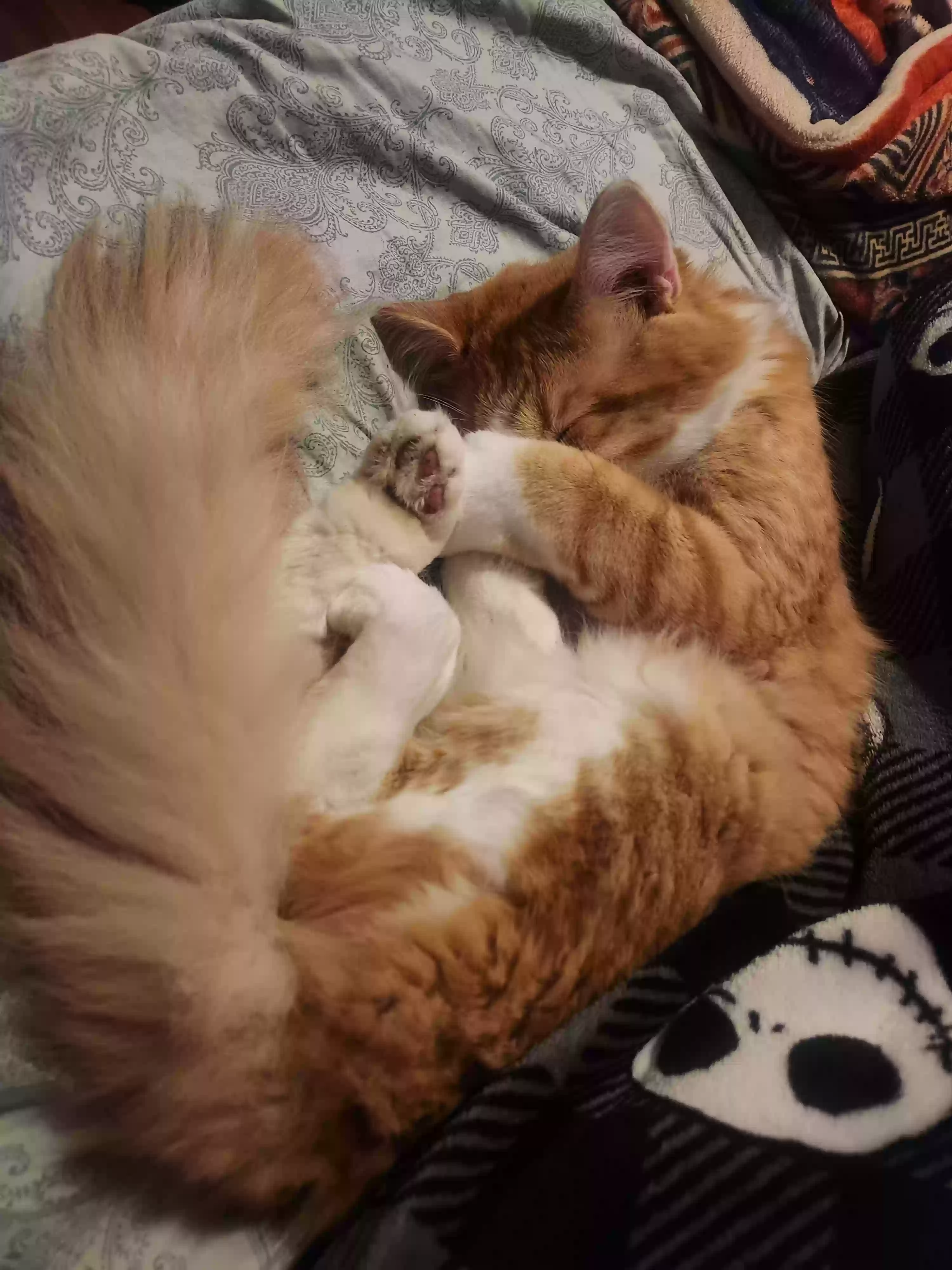 adoptable Cat in Radford,VA named Samwise