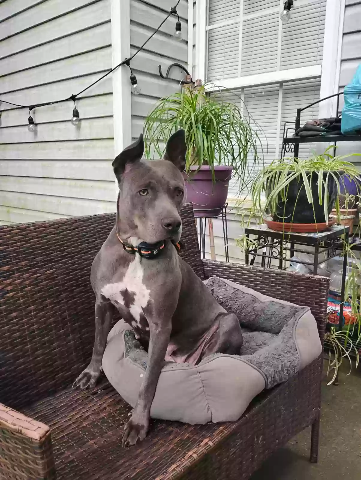 adoptable Dog in Clover,SC named Mama