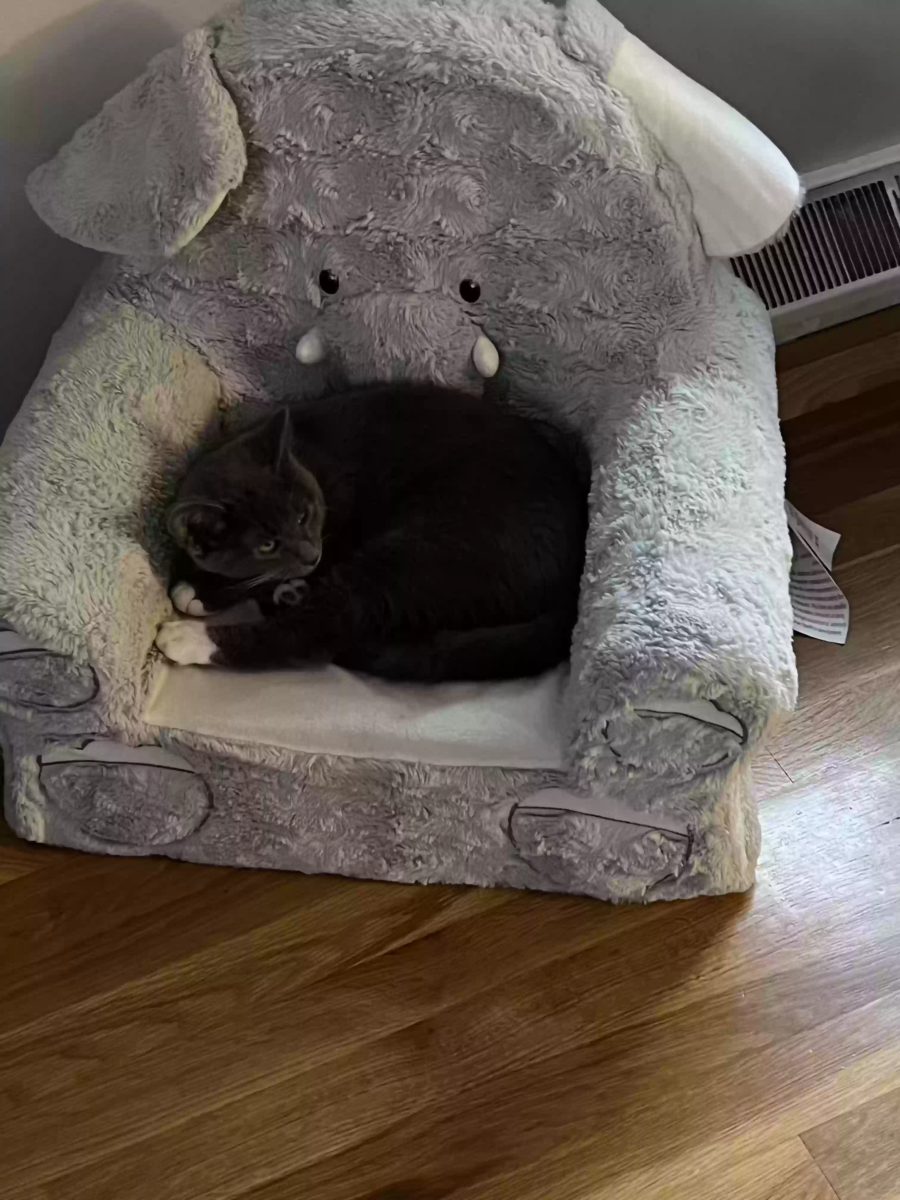 adoptable Cat in Cincinnati,OH named Simba