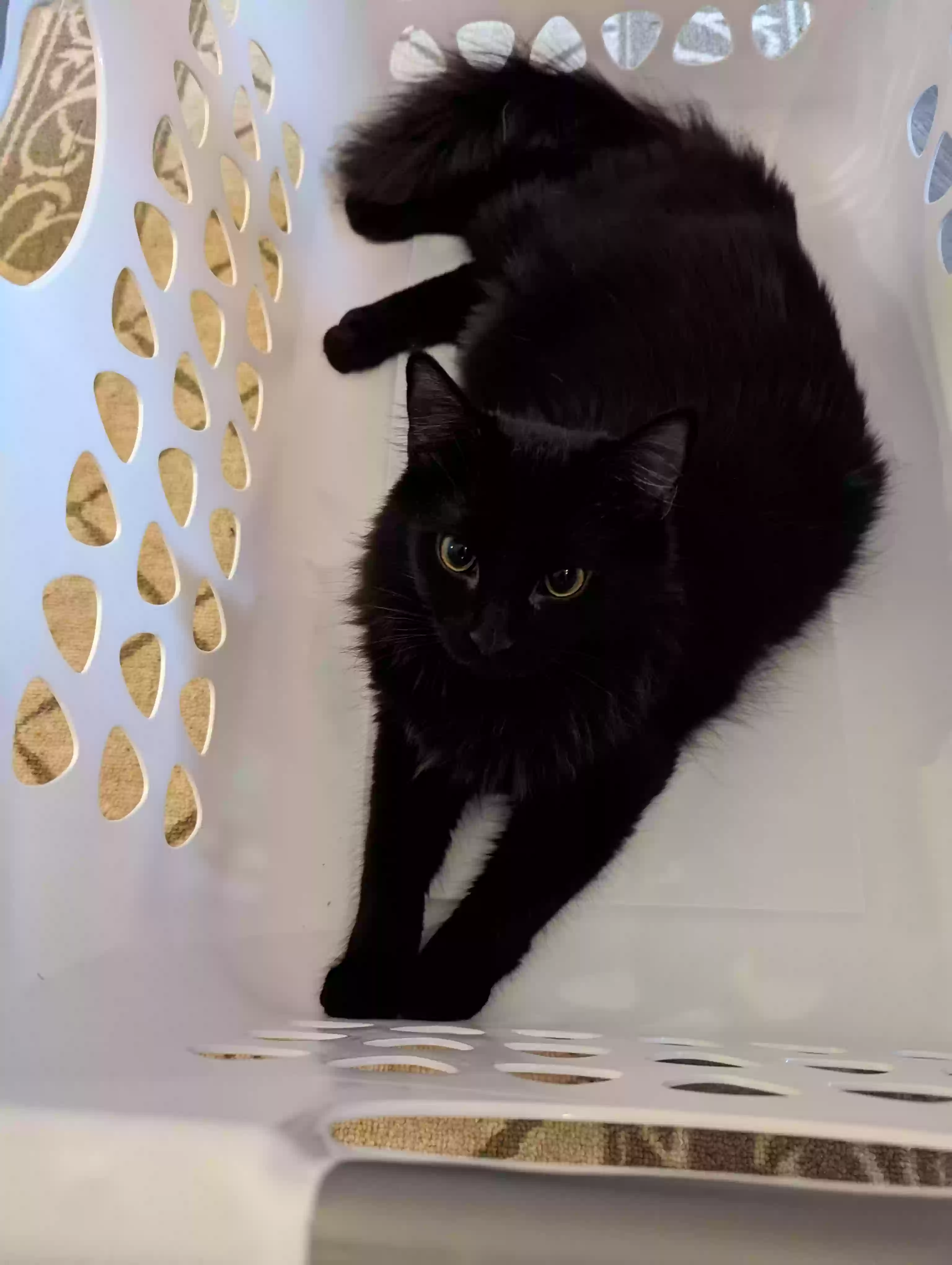 adoptable Cat in Hampton,GA named Tiny Tim