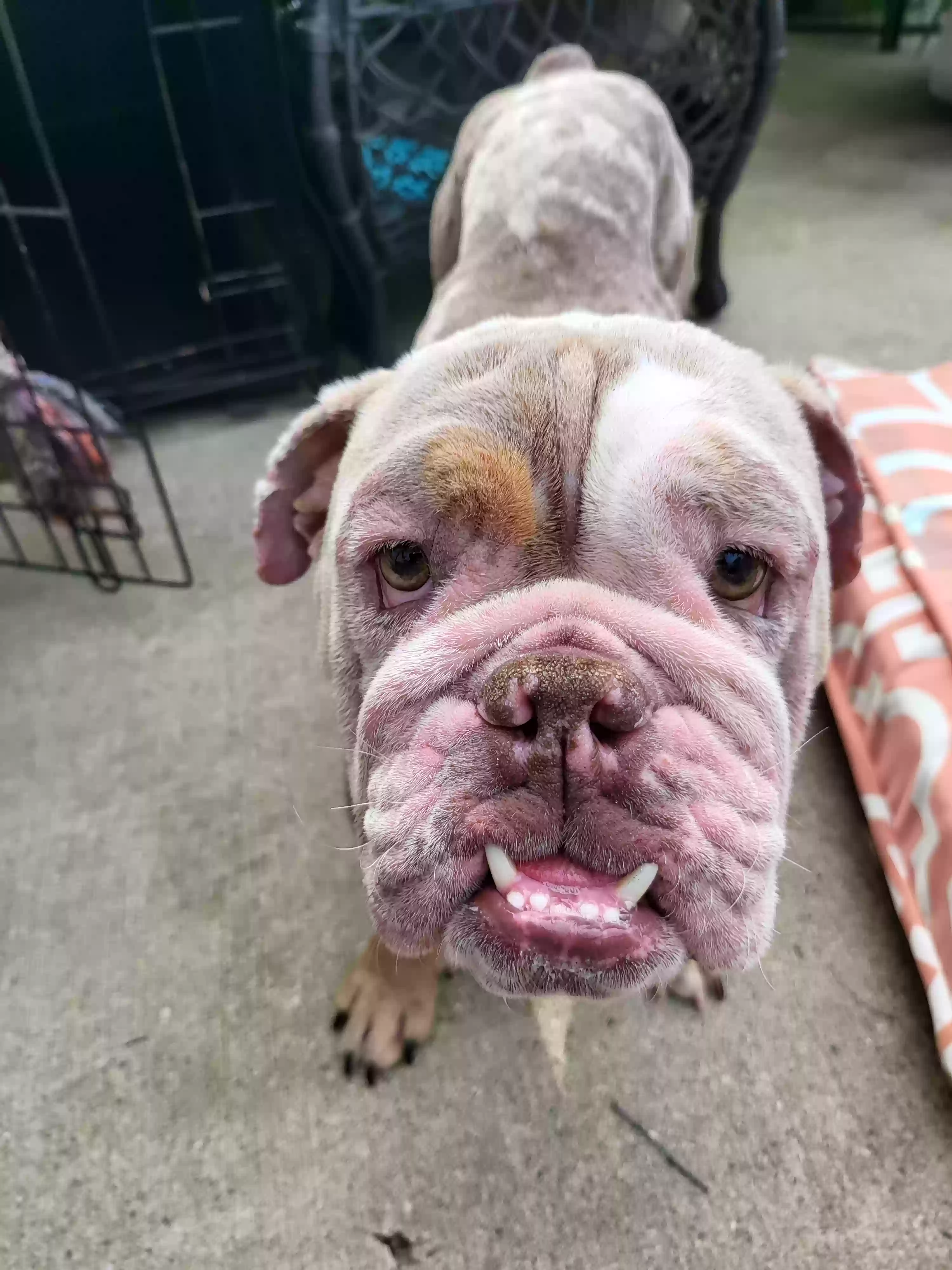 adoptable Dog in Middleville,MI named Pochi