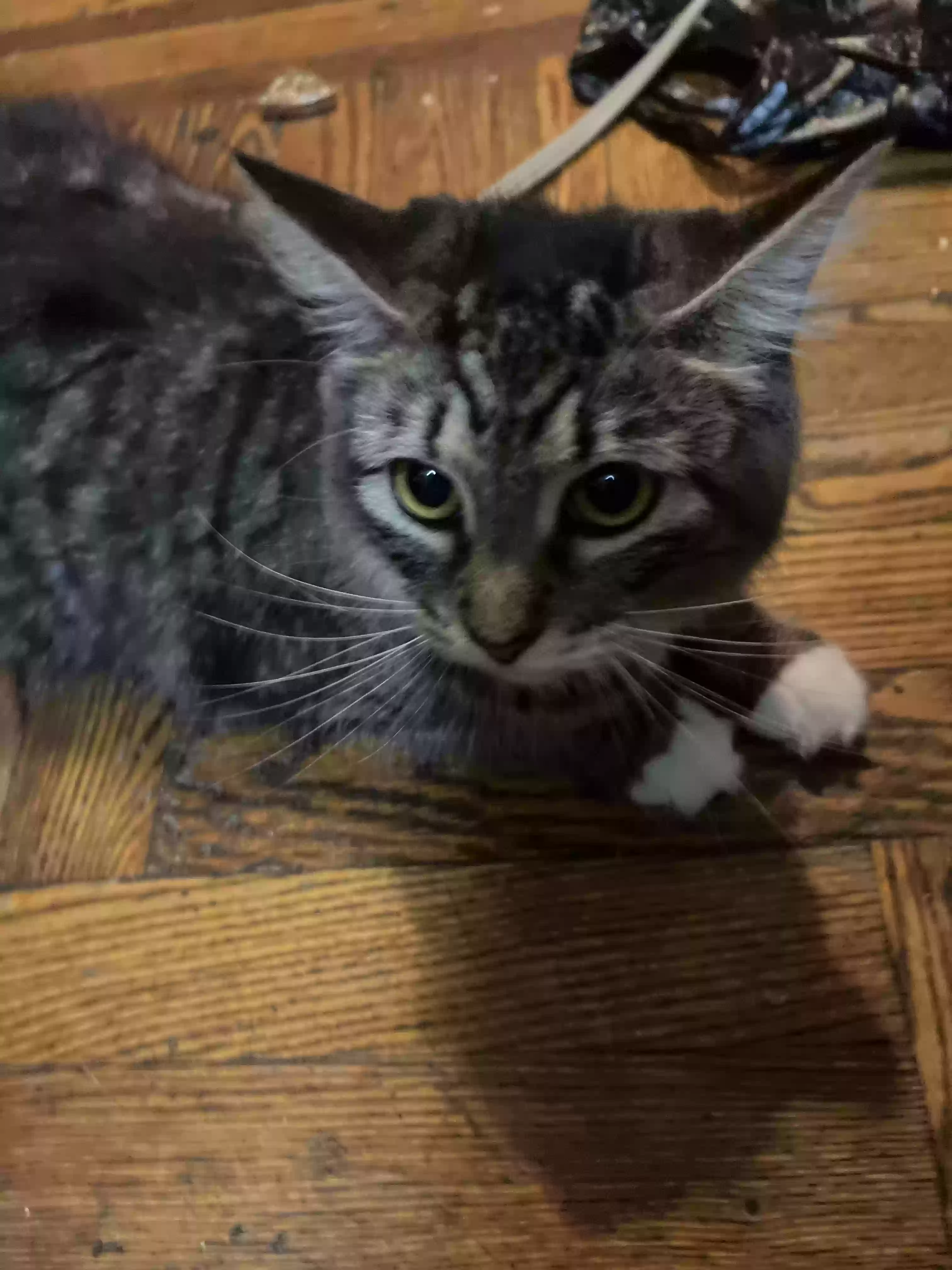 adoptable Cat in Brooklyn,NY named Juno
