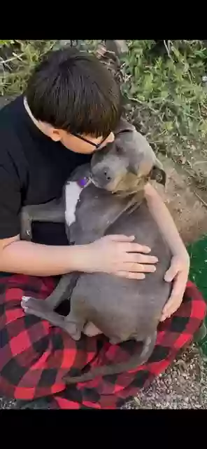 adoptable Dog in Thousand Oaks,CA named Teeter
