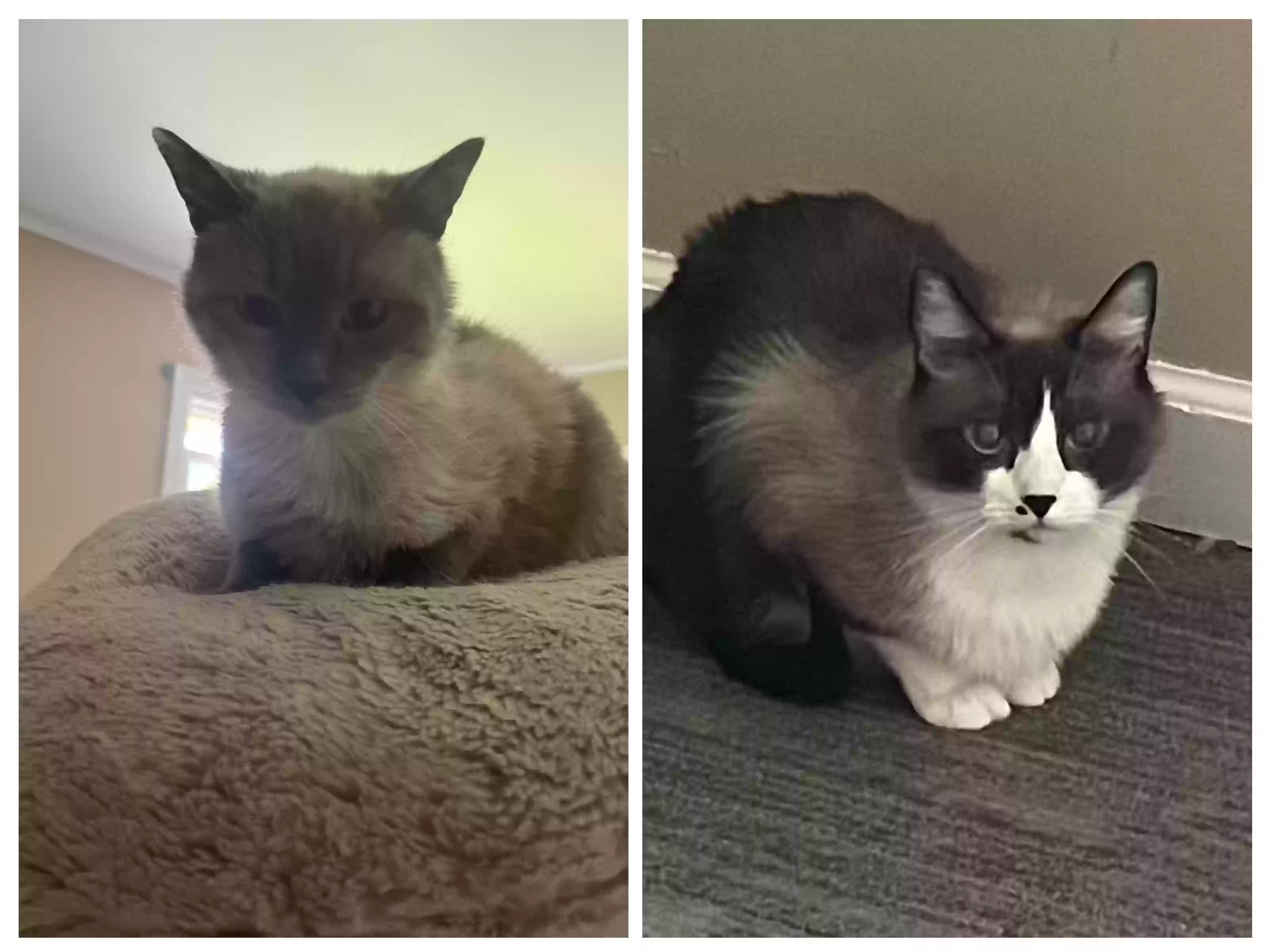 adoptable Cat in Sainte Genevieve,MO named Star and Luna