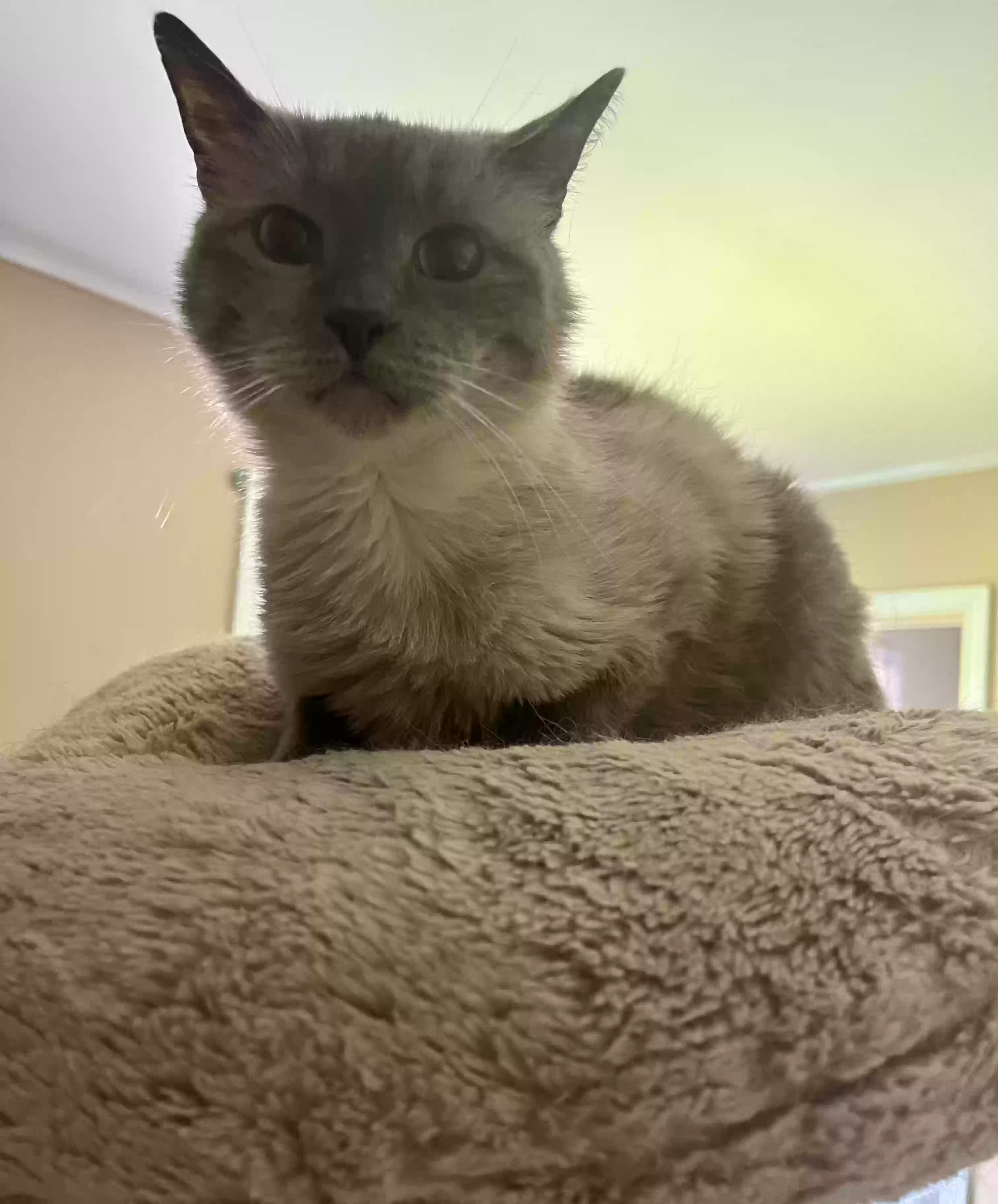adoptable Cat in Sainte Genevieve,MO named Star