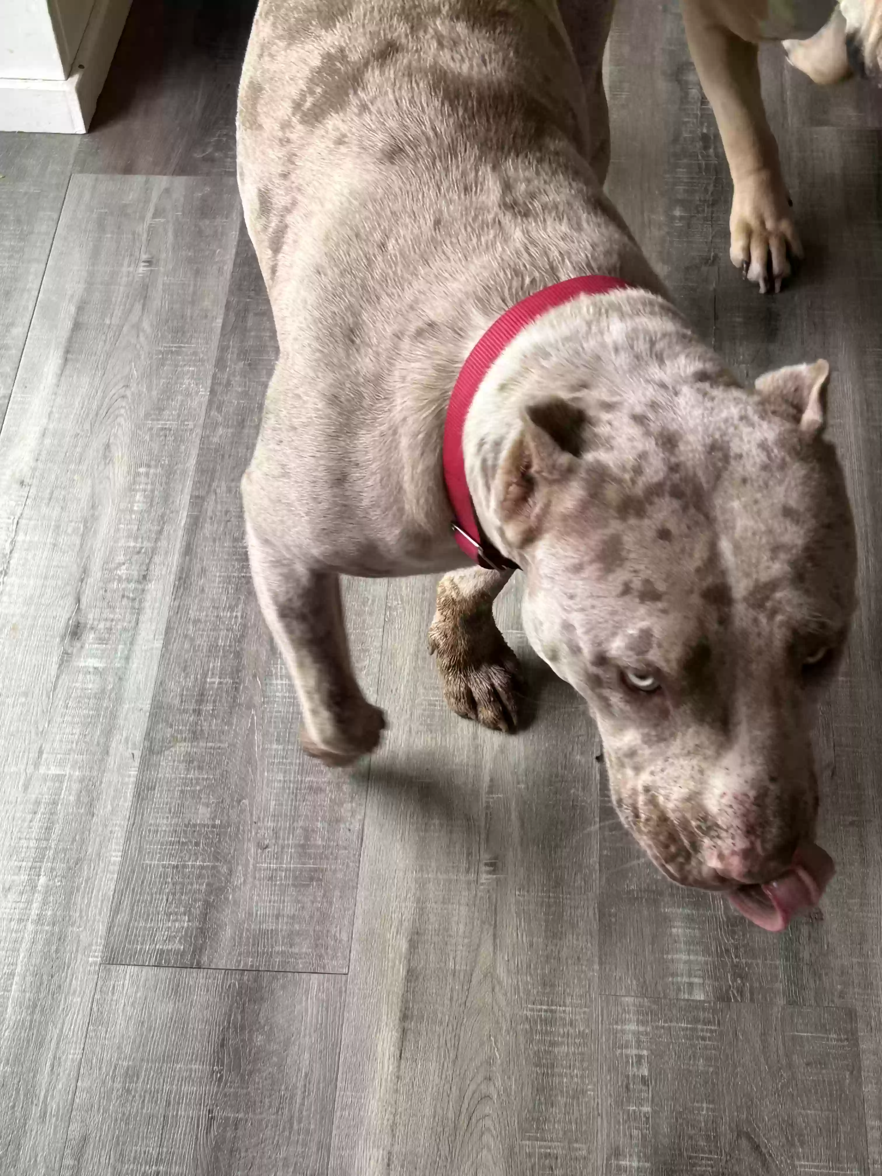 adoptable Dog in Yorktown,VA named Abby