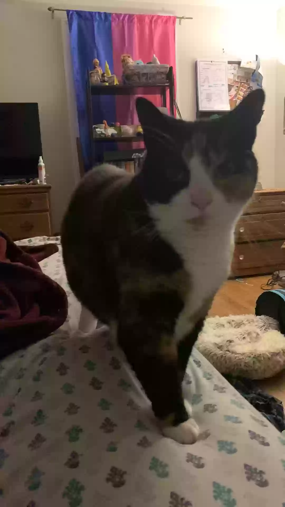 adoptable Cat in Brookfield,CT named Pumpernickel