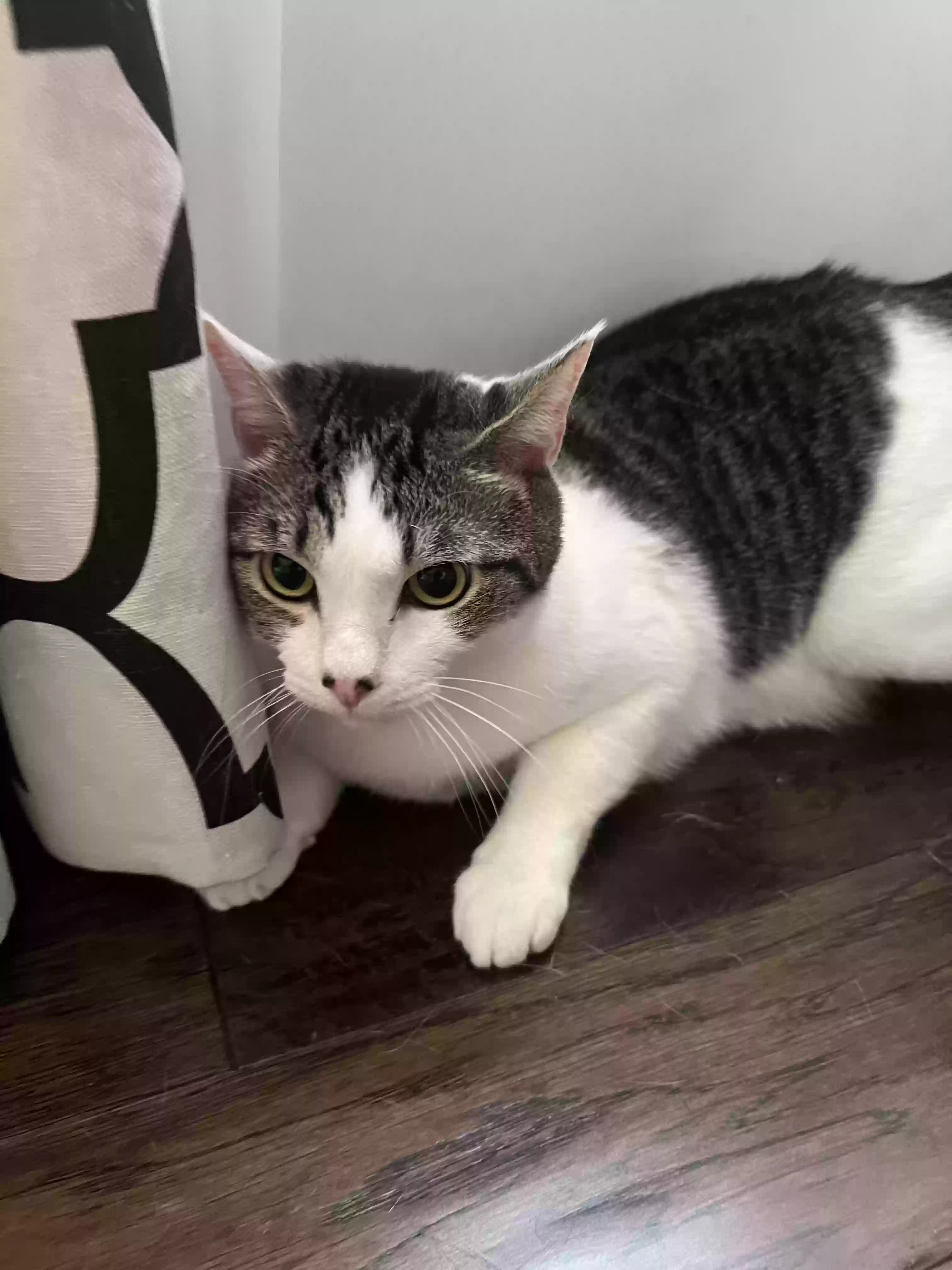 adoptable Cat in Alpharetta,GA named Oliver Campfire
