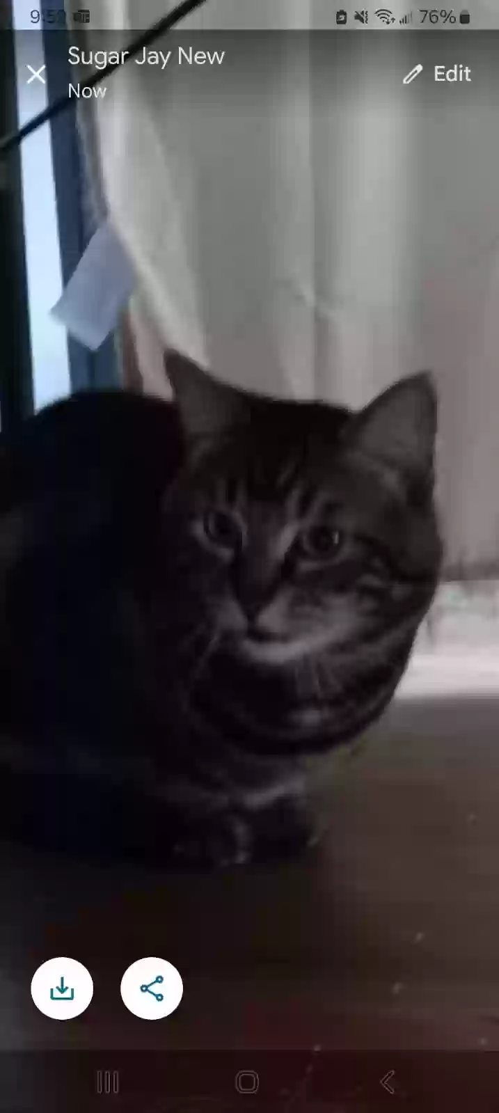 adoptable Cat in Wolcott,CT named Smokey