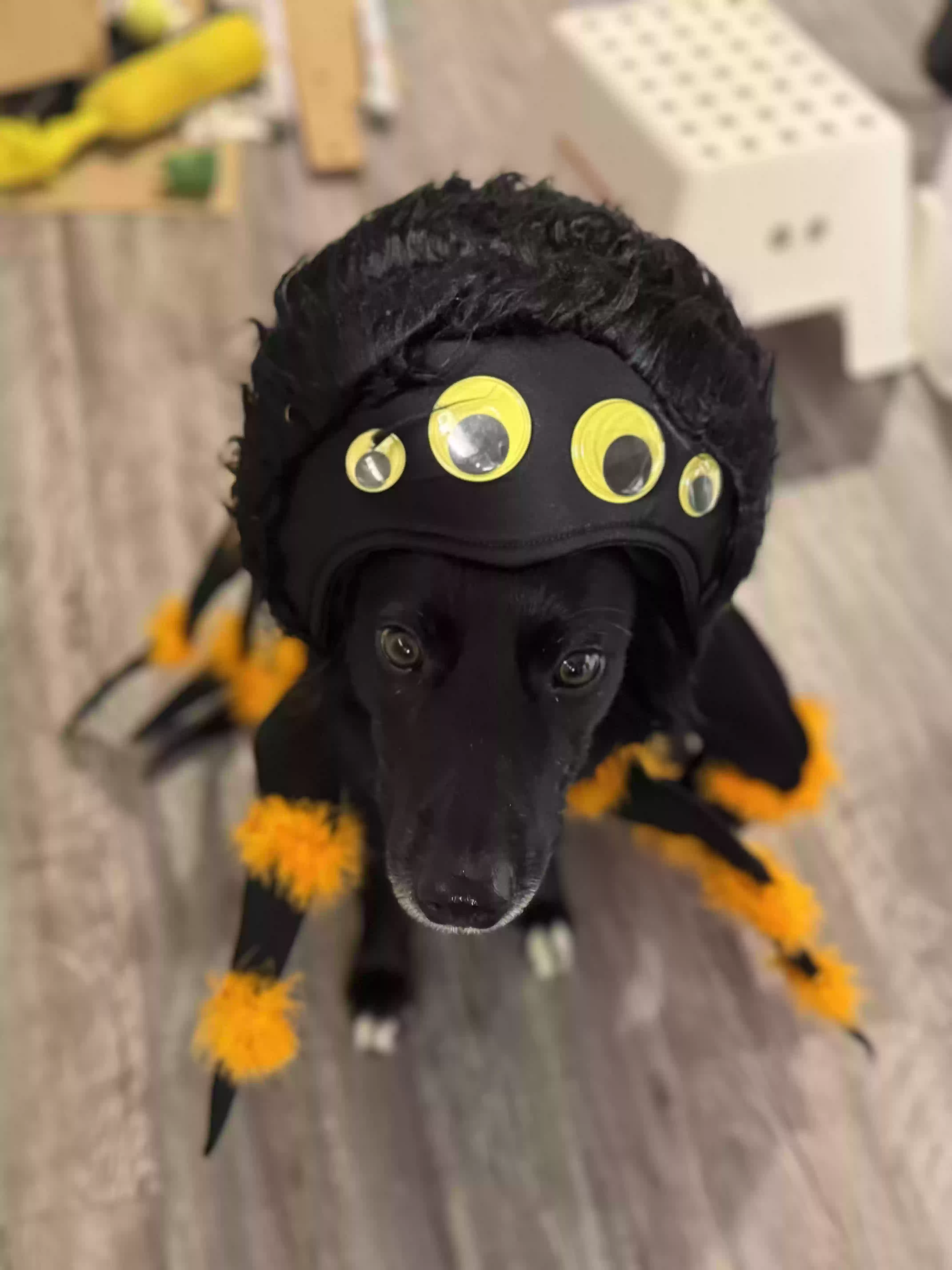 adoptable Dog in Irving,TX named Jo