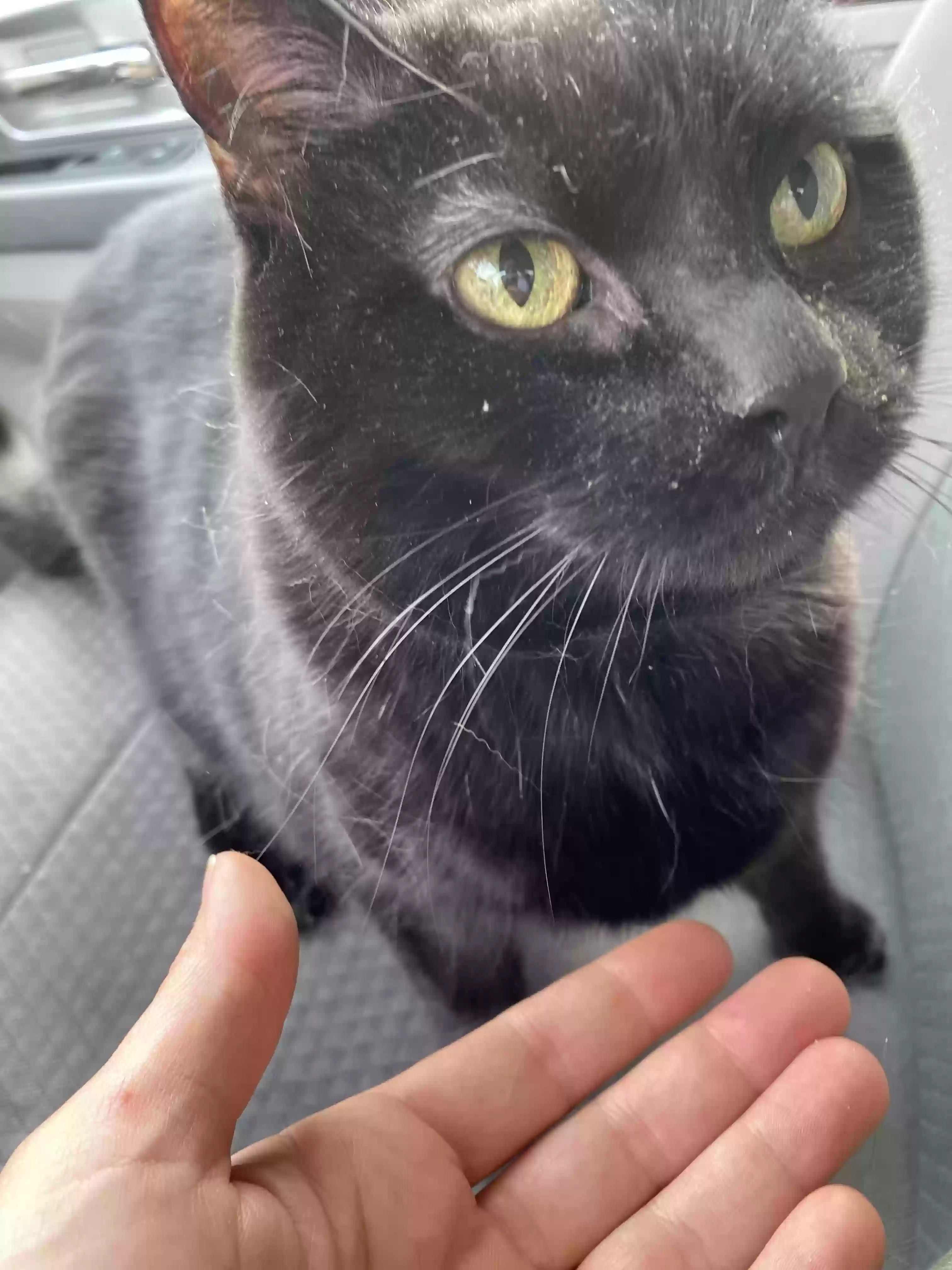 adoptable Cat in Grand Rapids,MI named Zeva