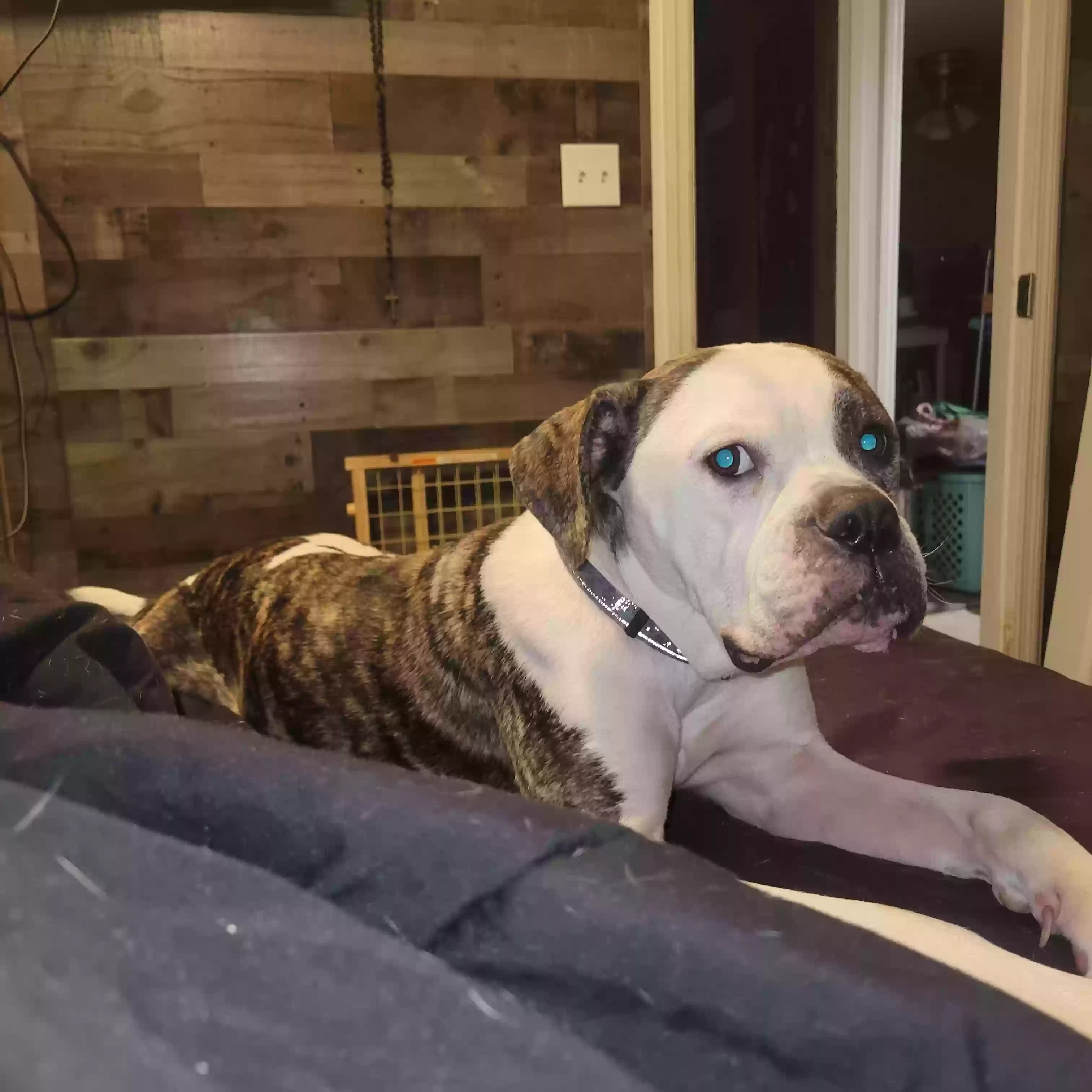 adoptable Dog in Lenoir City,TN named Nala