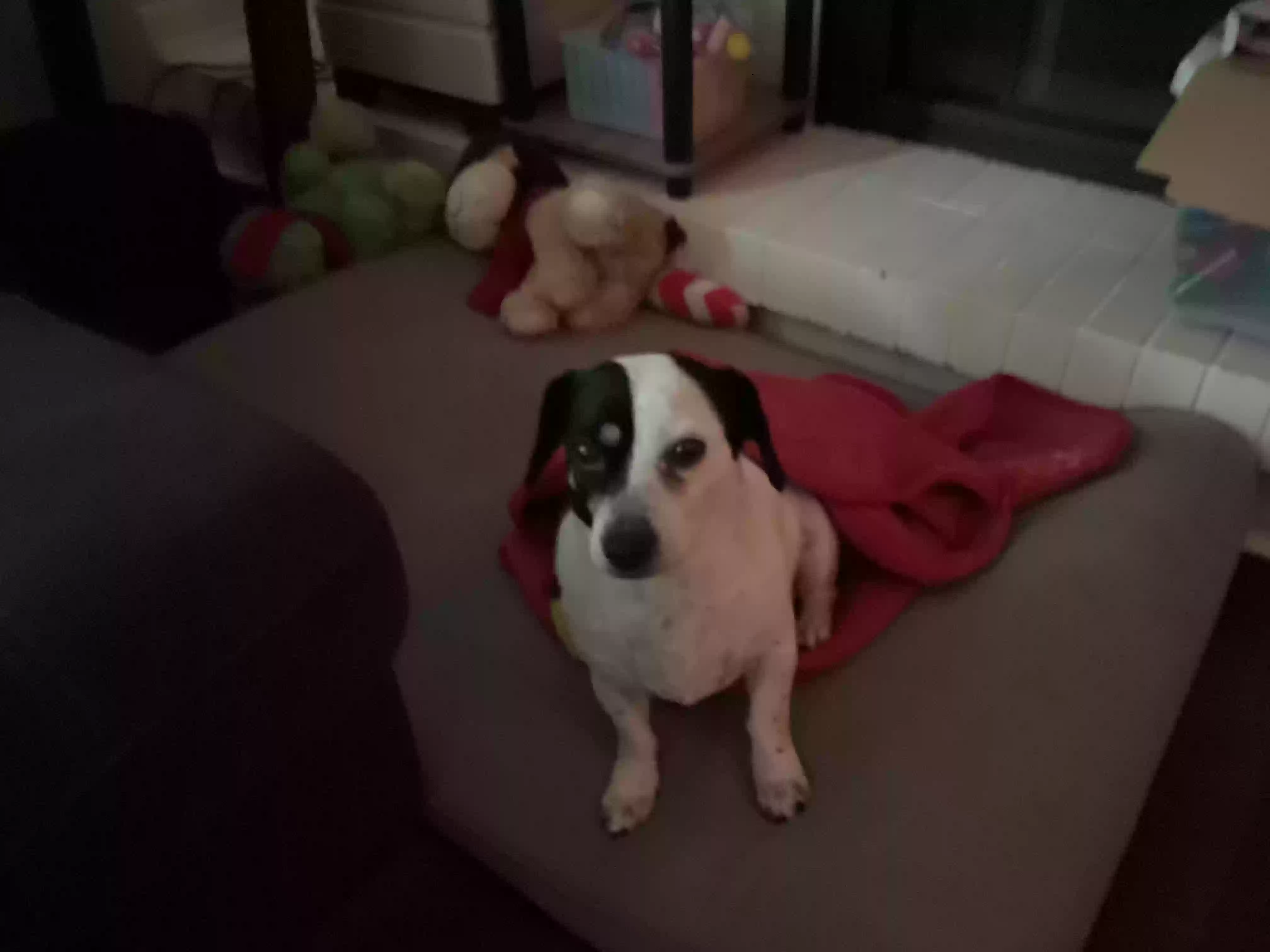 adoptable Dog in Hamilton,OH named Weasel