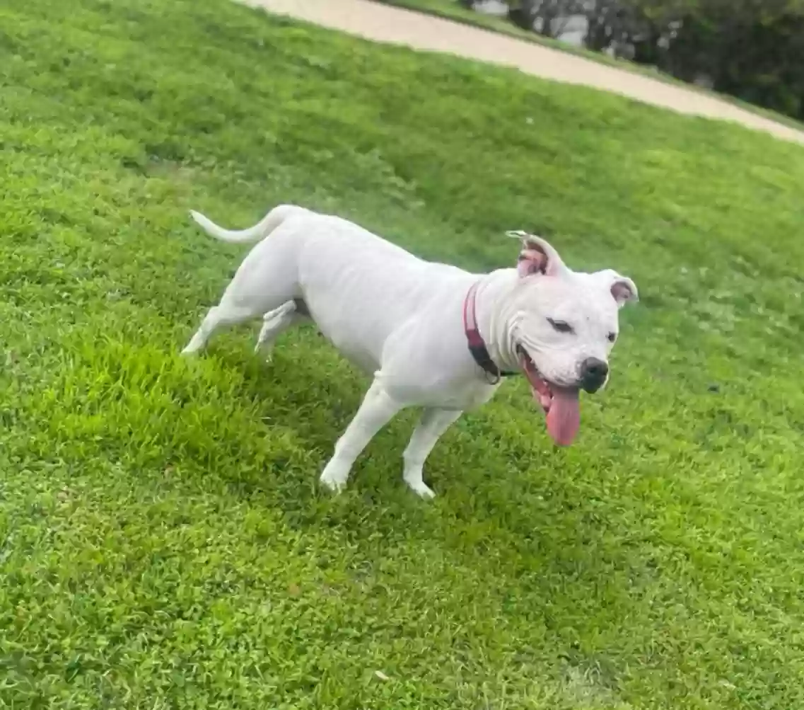 adoptable Dog in Dallas,TX named Chloe