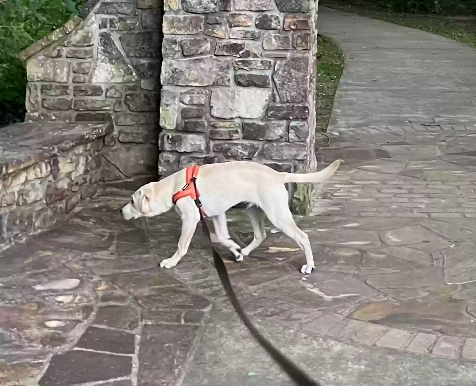 adoptable Dog in Helen,GA named Blitzen