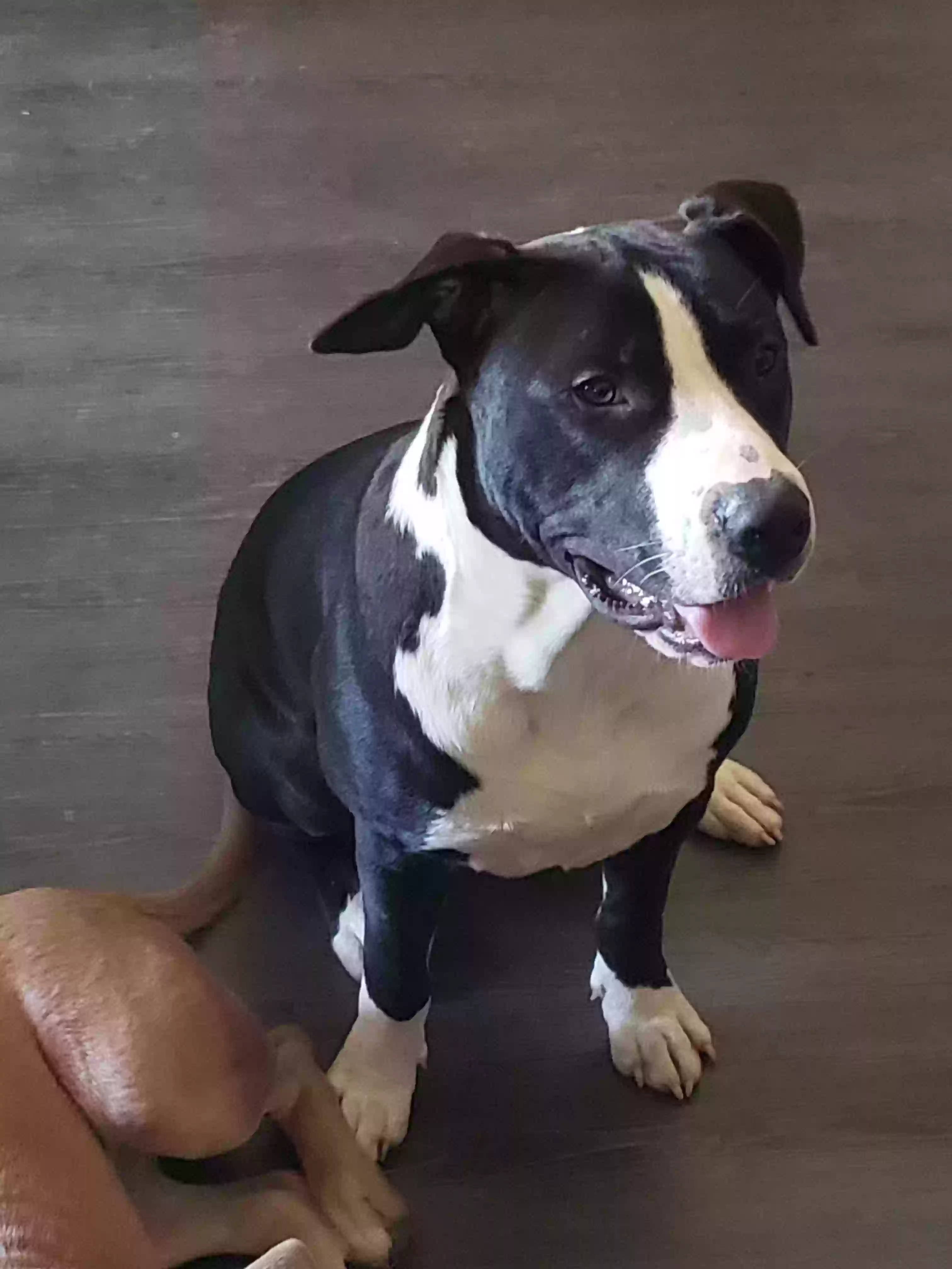 adoptable Dog in Stone Mountain,GA named Blak