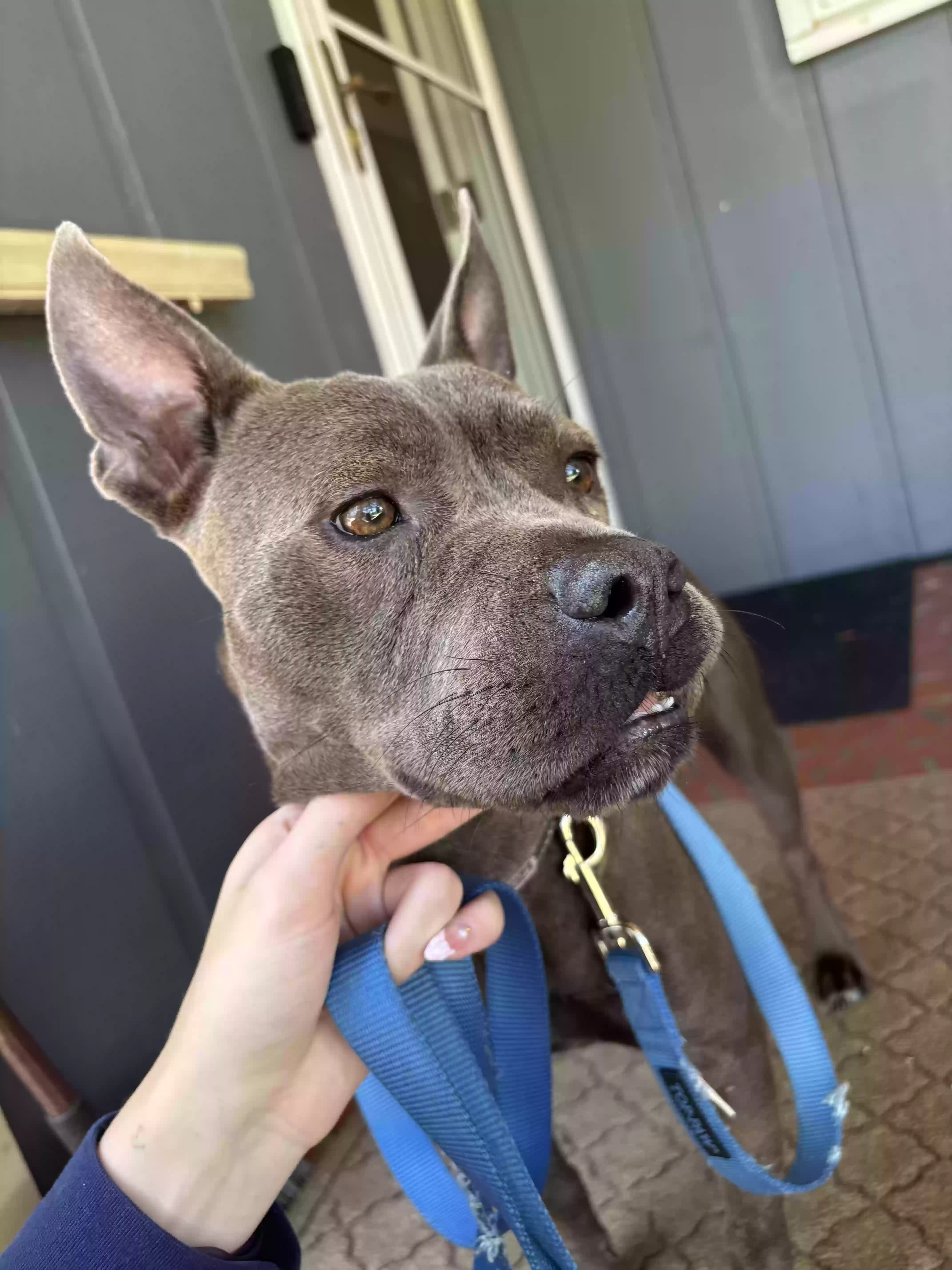adoptable Dog in Raleigh,NC named Betty Koda