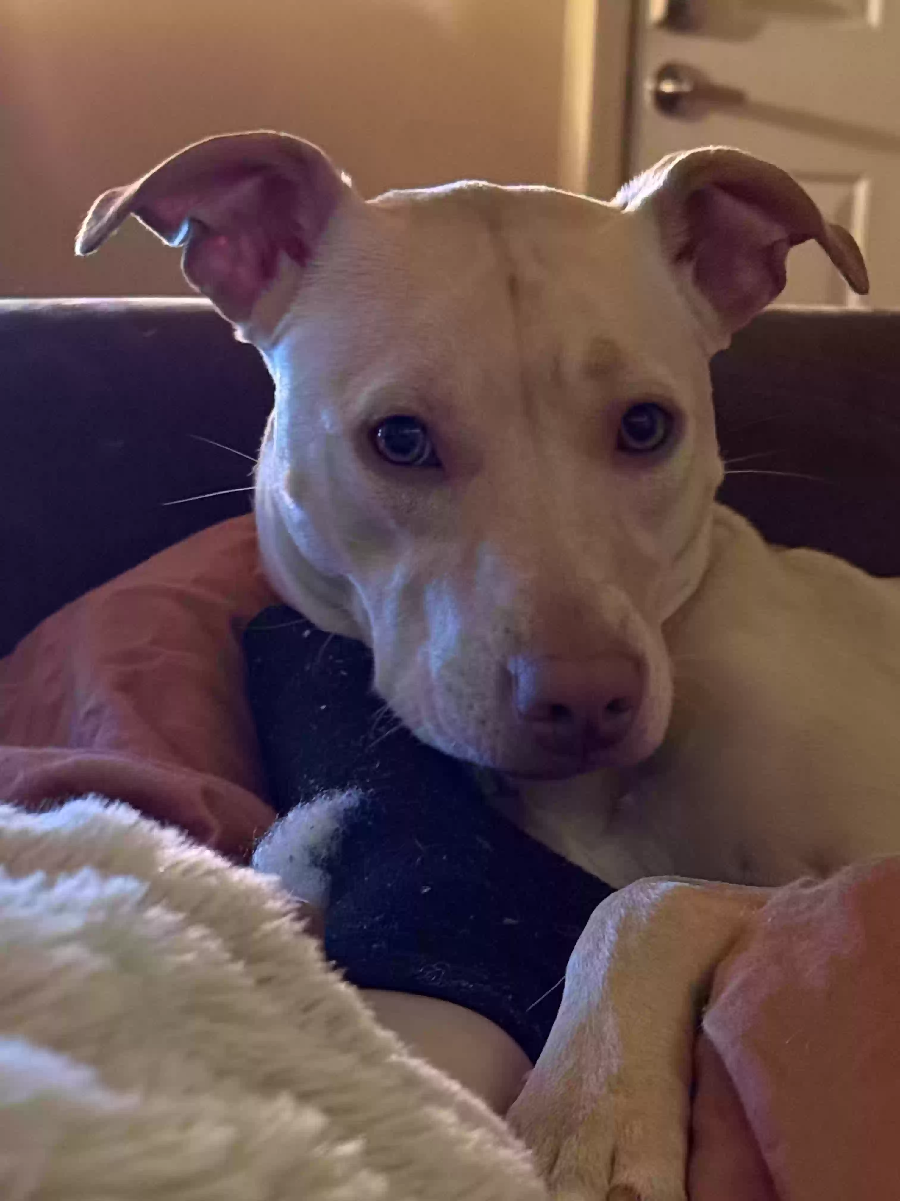 adoptable Dog in Columbus,GA named Bella