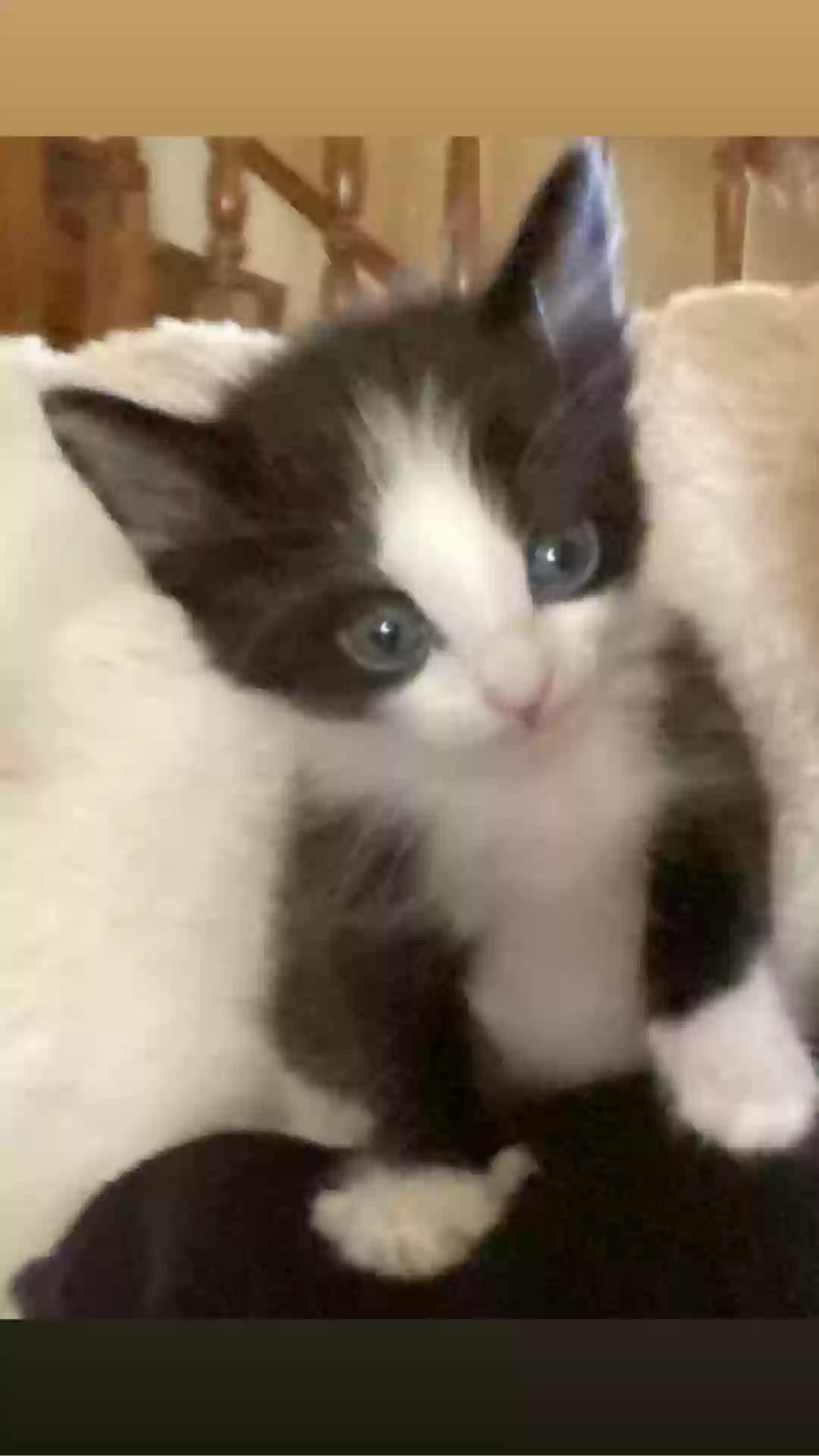 adoptable Cat in Corsicana,TX named 1,2,&3