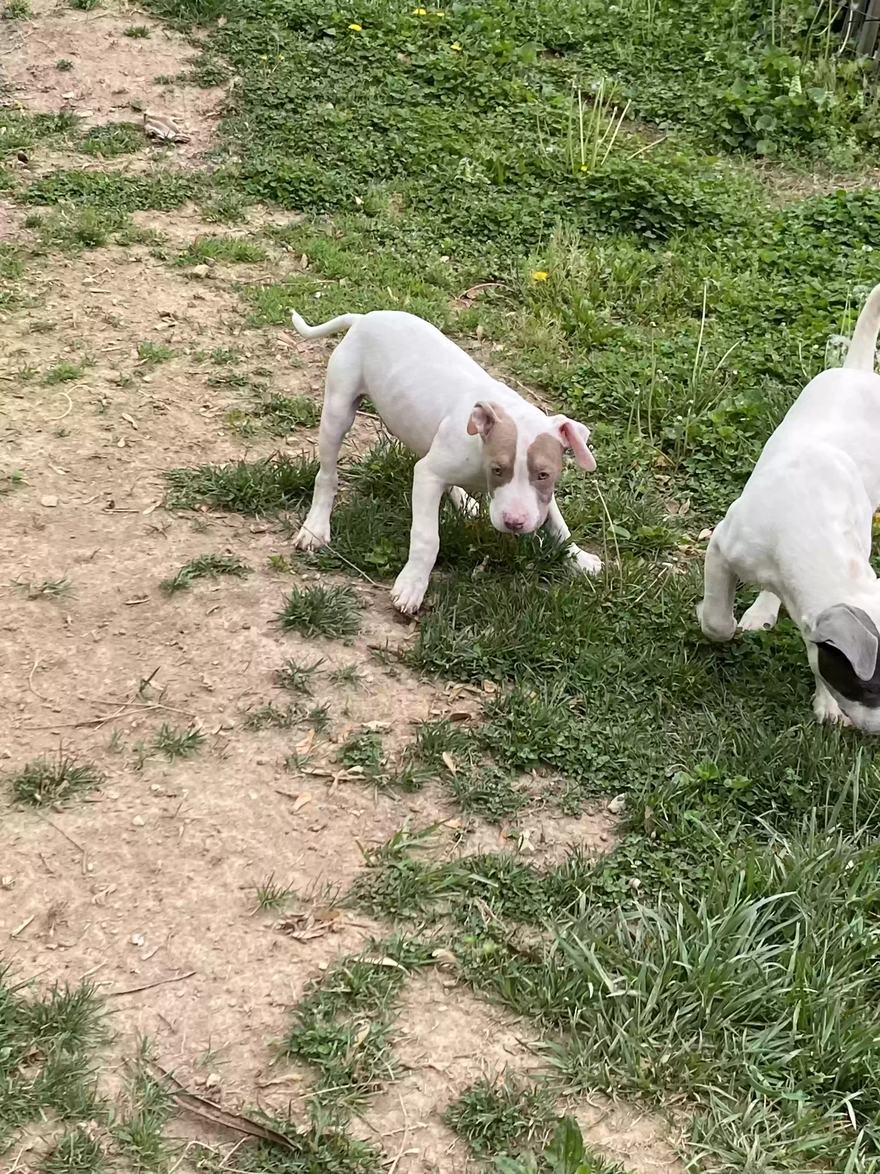 adoptable Dog in Roanoke,VA named Oden