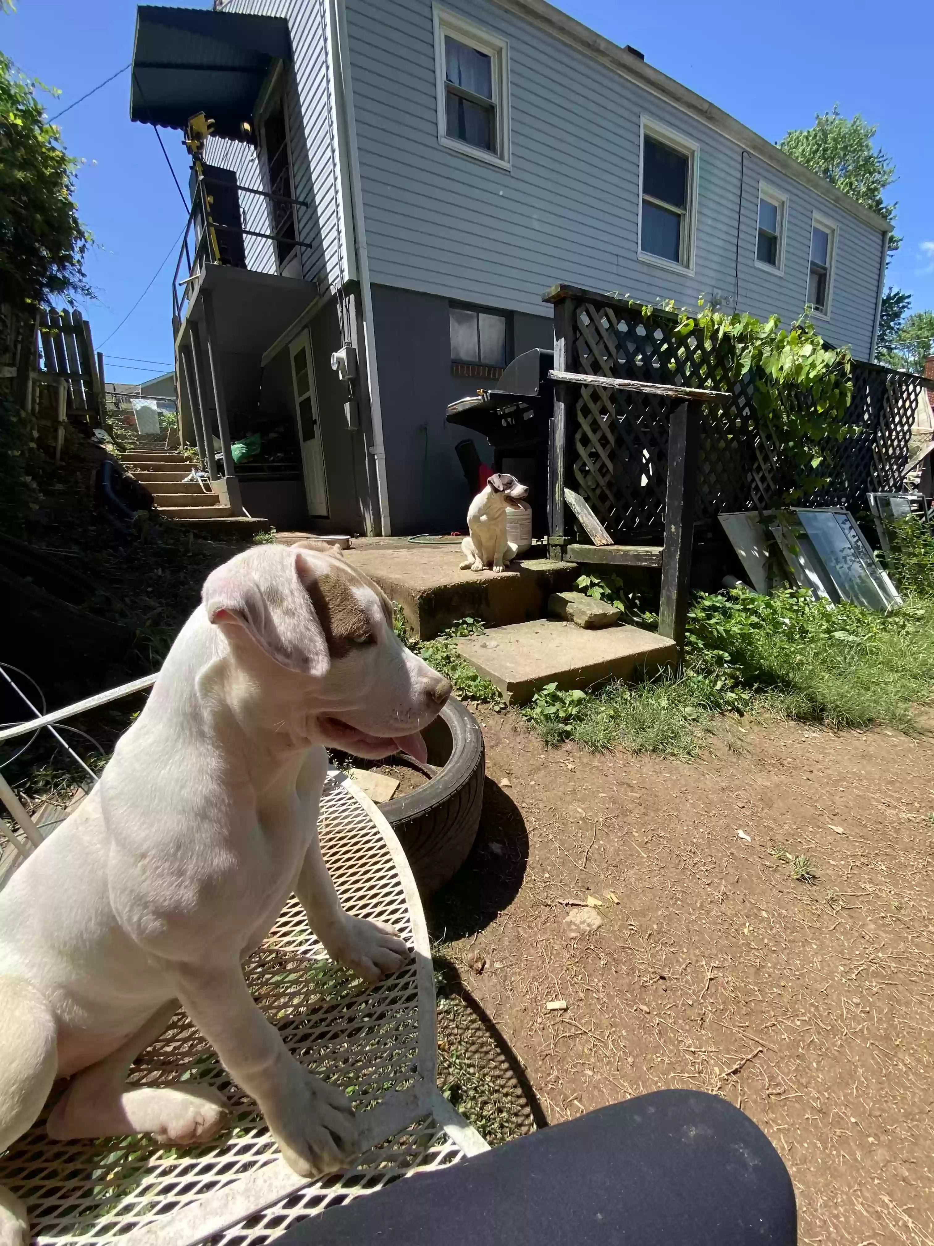 adoptable Dog in Roanoke,VA named Cleo