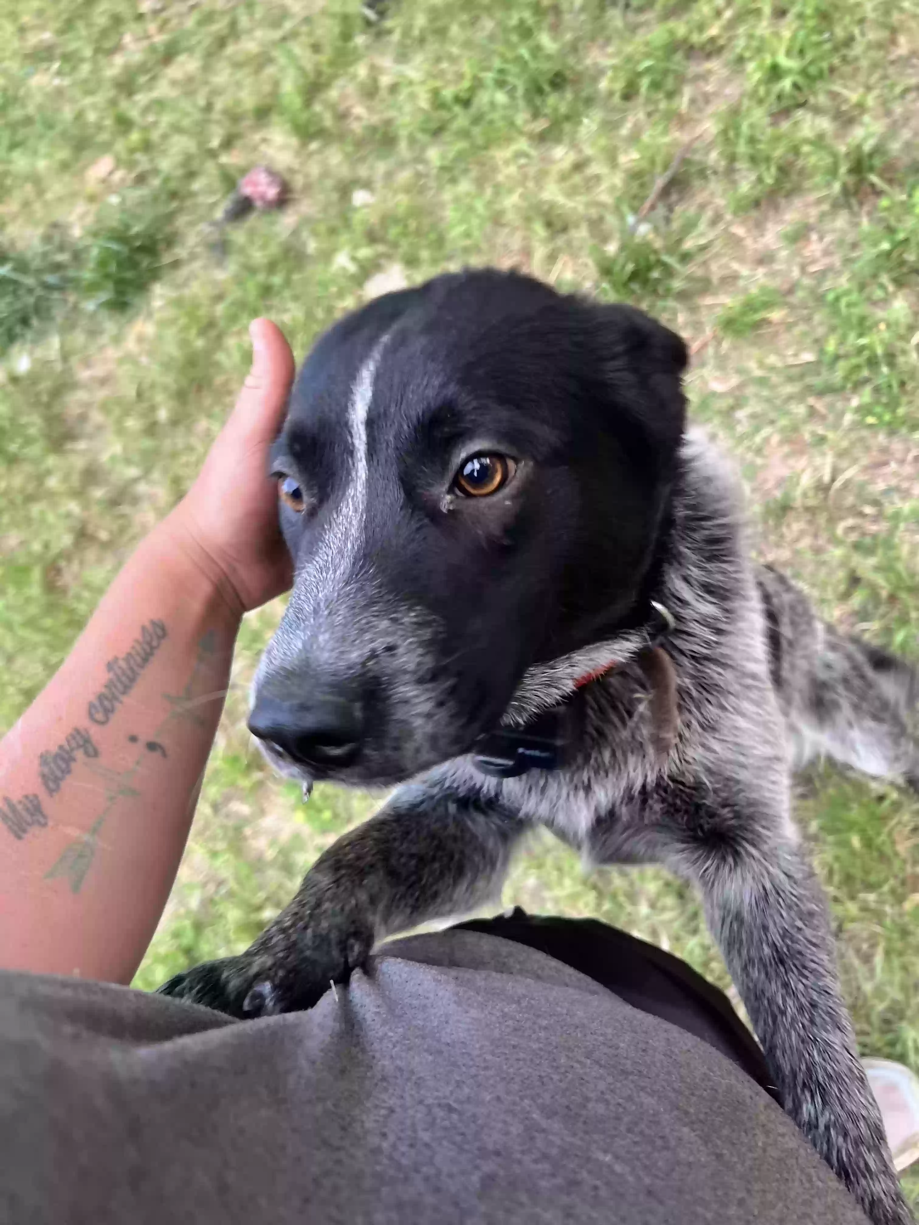 adoptable Dog in Elk City,OK named Thumper