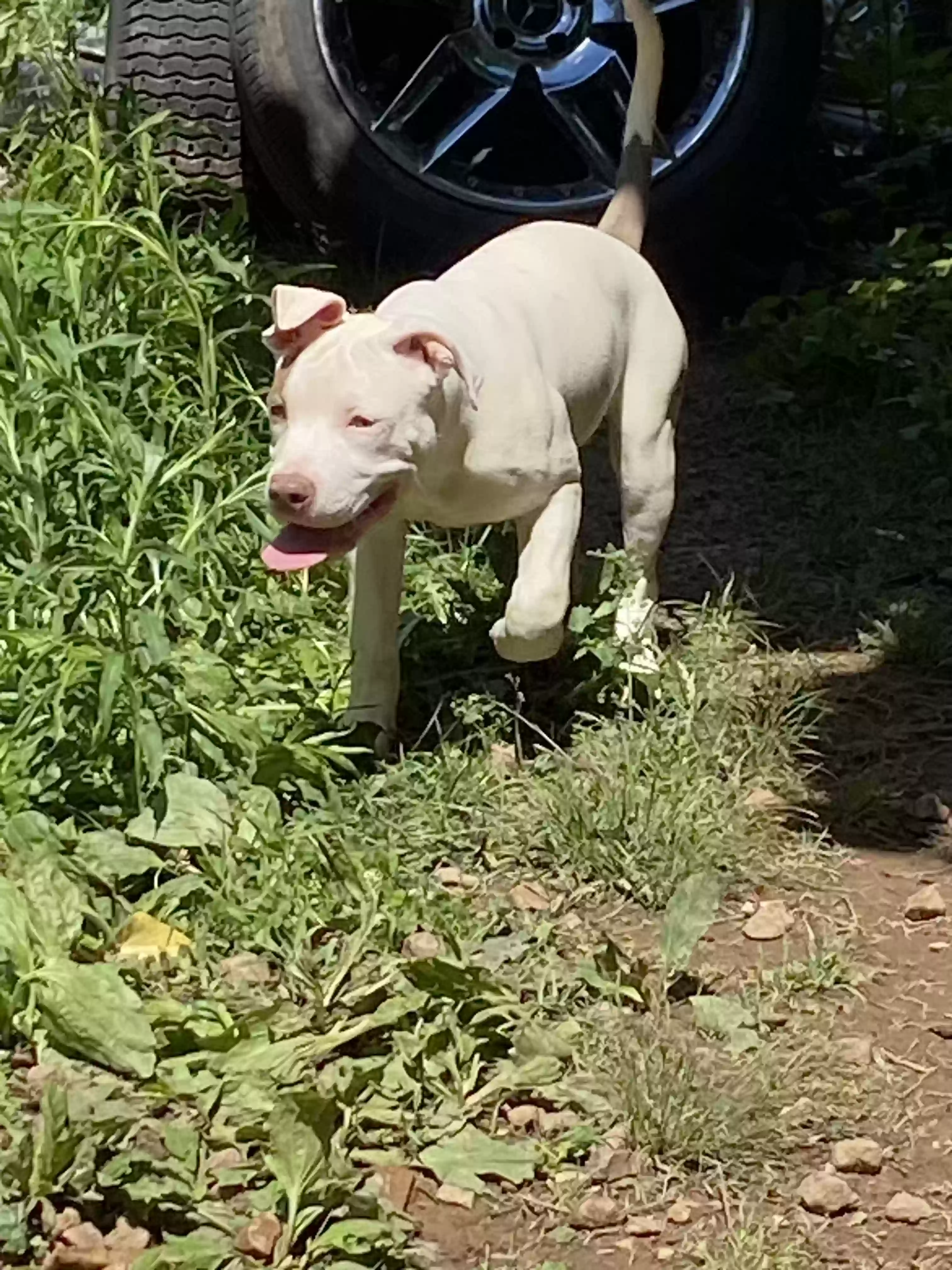 adoptable Dog in Roanoke,VA named Coco