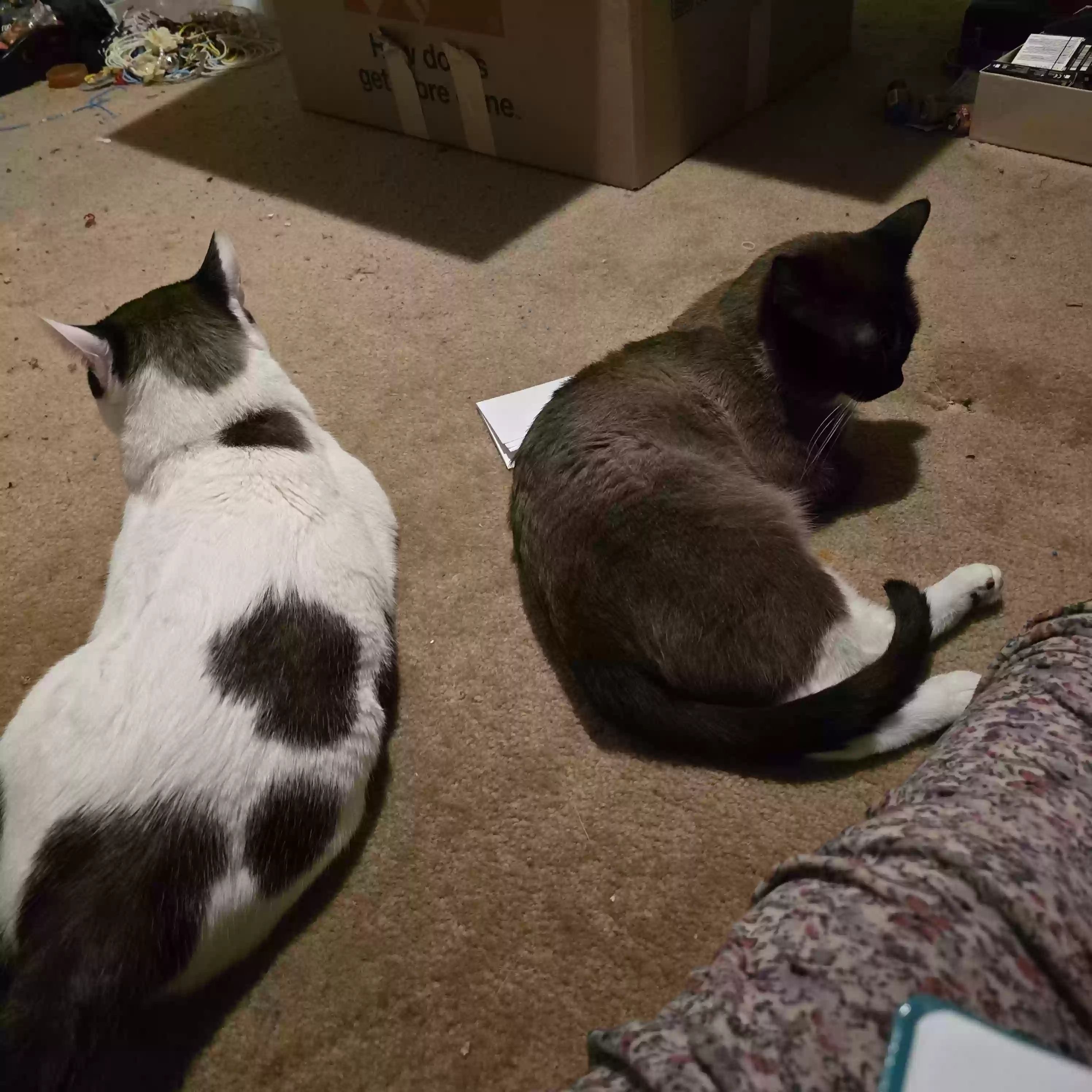 adoptable Cat in Oklahoma City,OK named Rex and Alexander