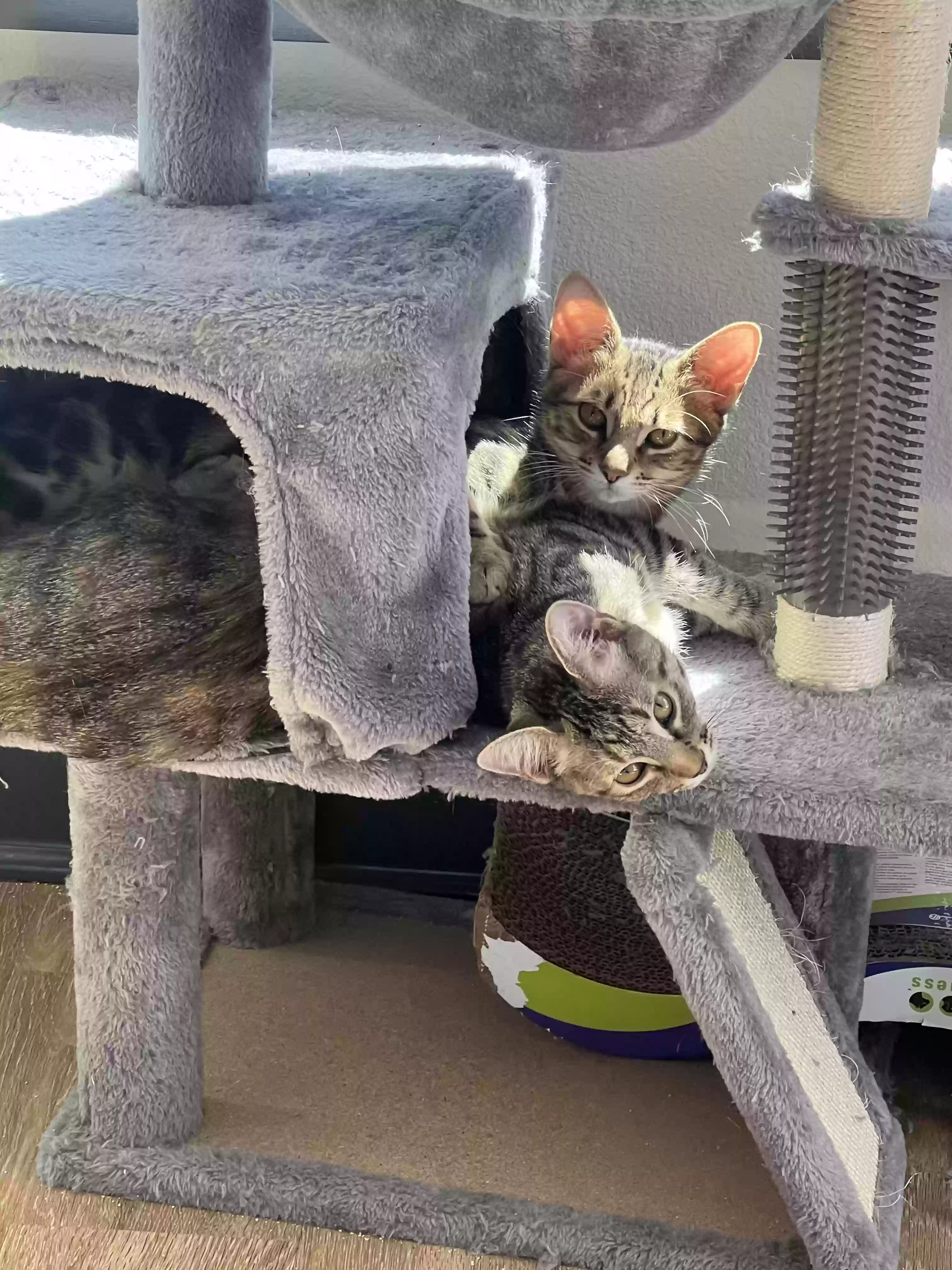 adoptable Cat in Jacksonville,FL named apollo and persephone