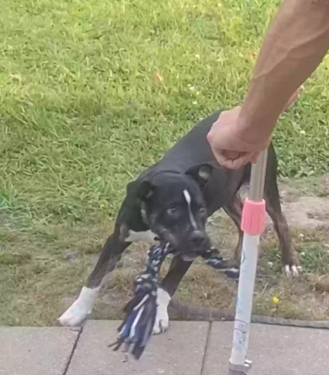 adoptable Dog in Searcy,AR named Kane