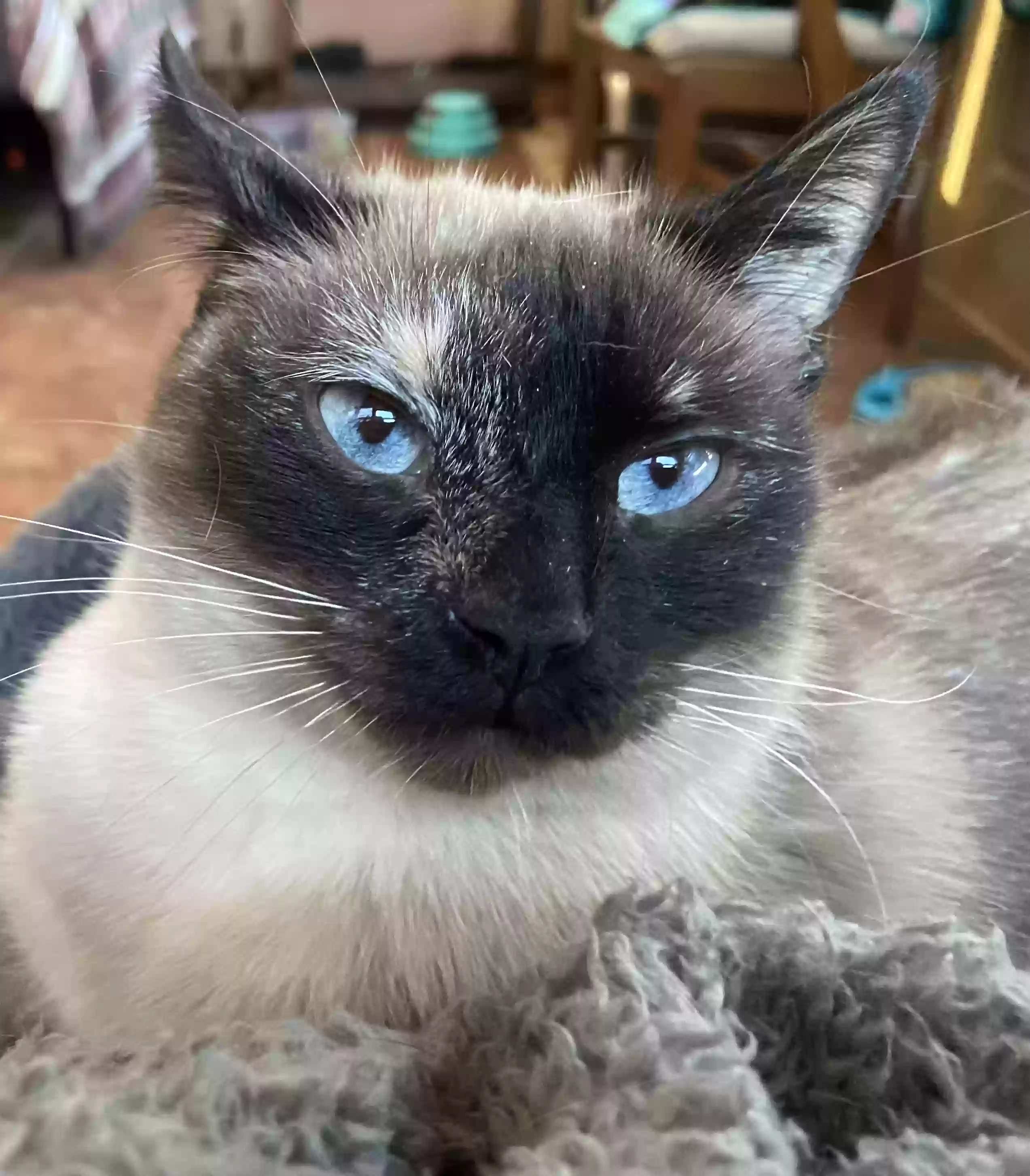 adoptable Cat in Menomonee Falls,WI named Maggie