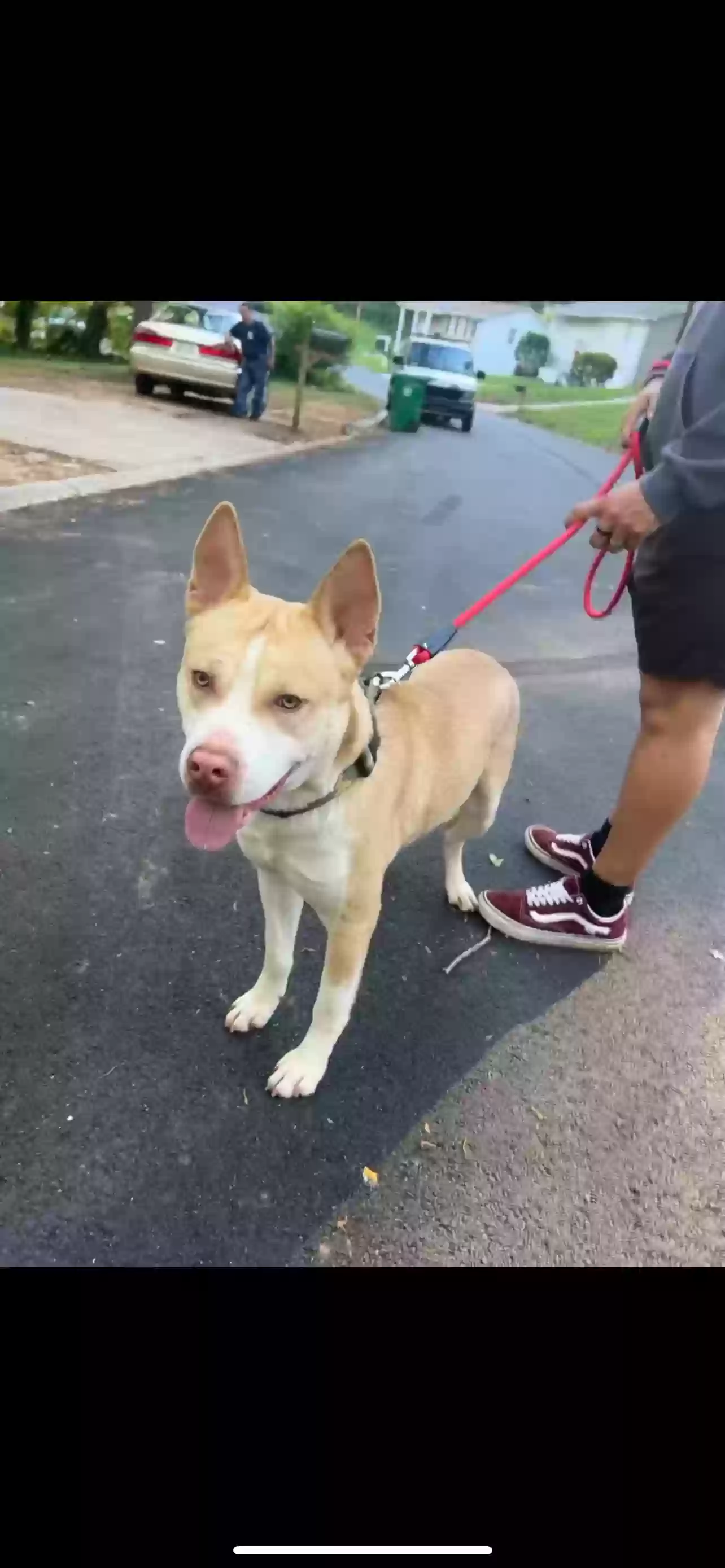 adoptable Dog in Decatur,GA named Charlie